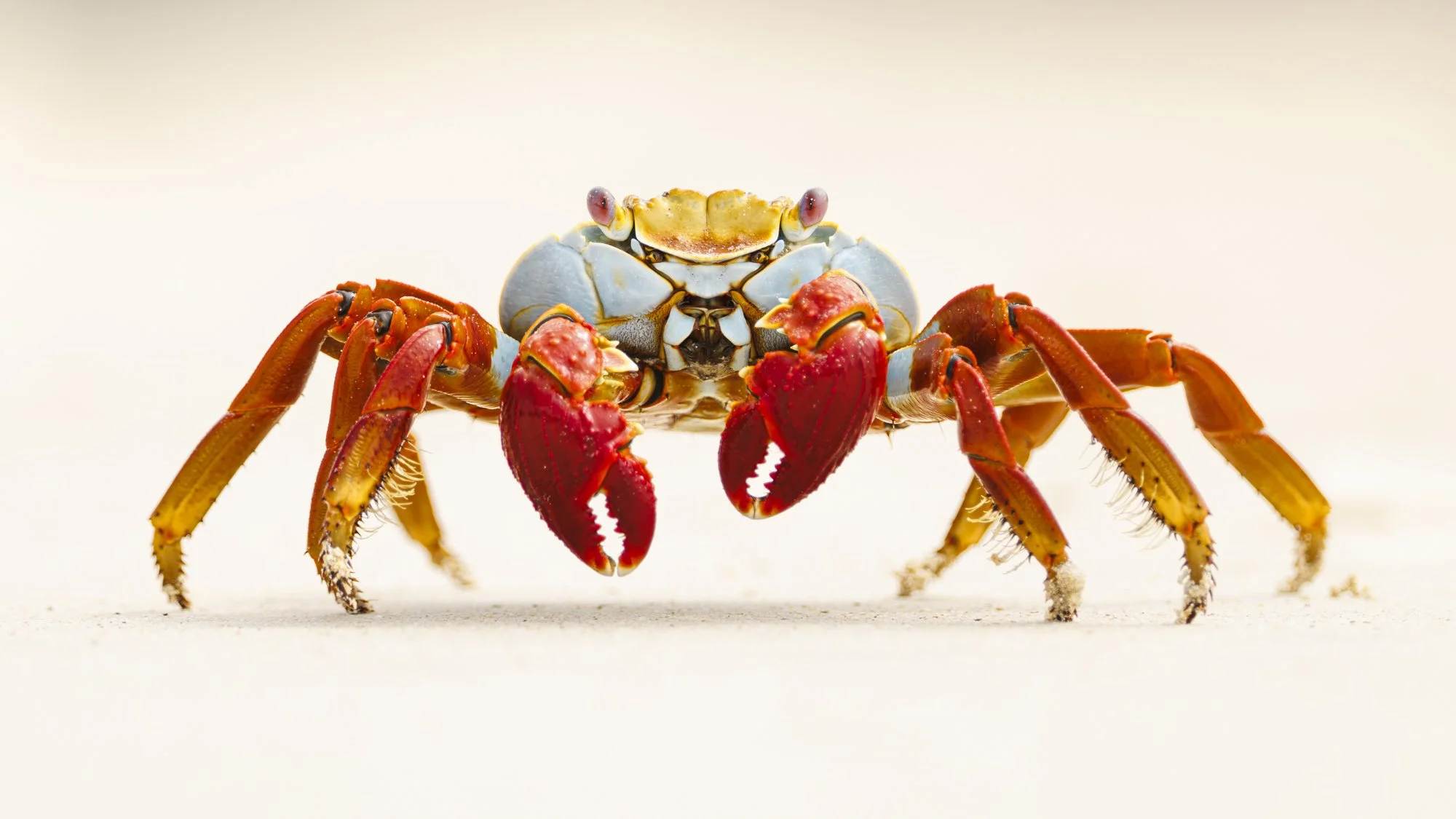 Sally Lightfoot crab dancing on the beach at Punta Cormorant