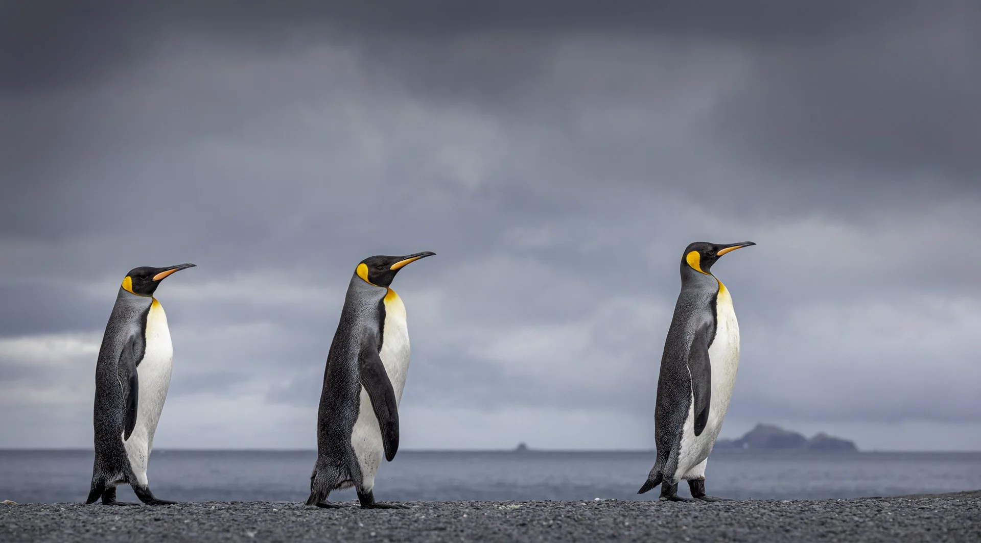 Portrait of three King Penguins
