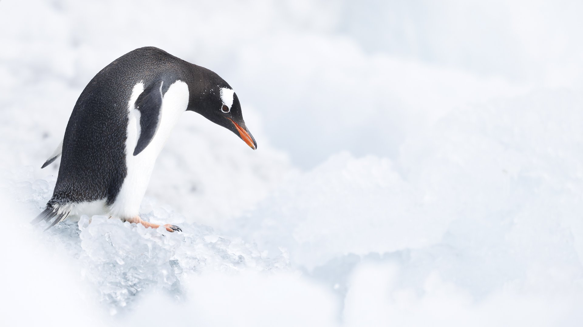 READY TO JUMP  •  Brown Bluff