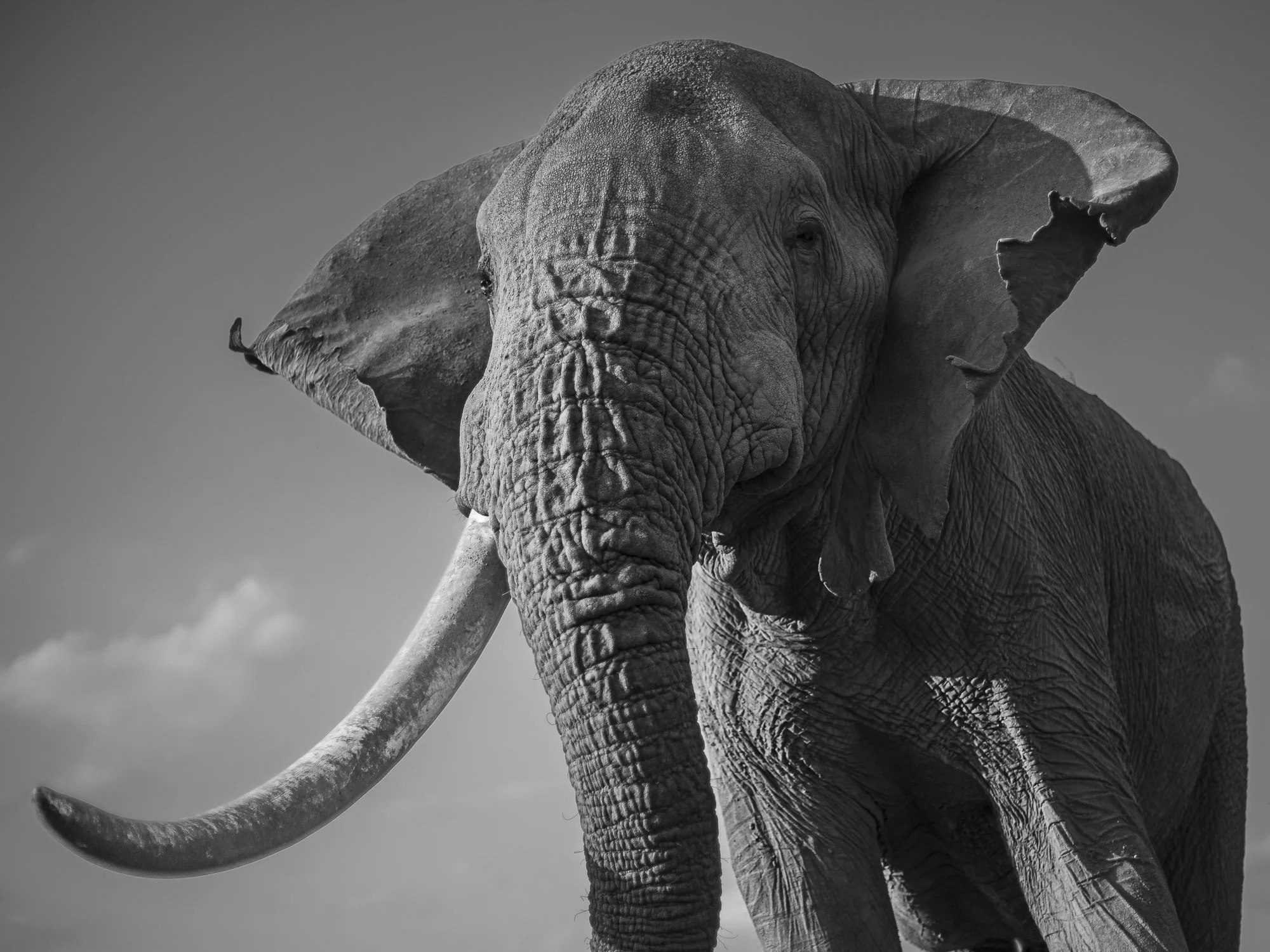 Vronsky now with one tusk