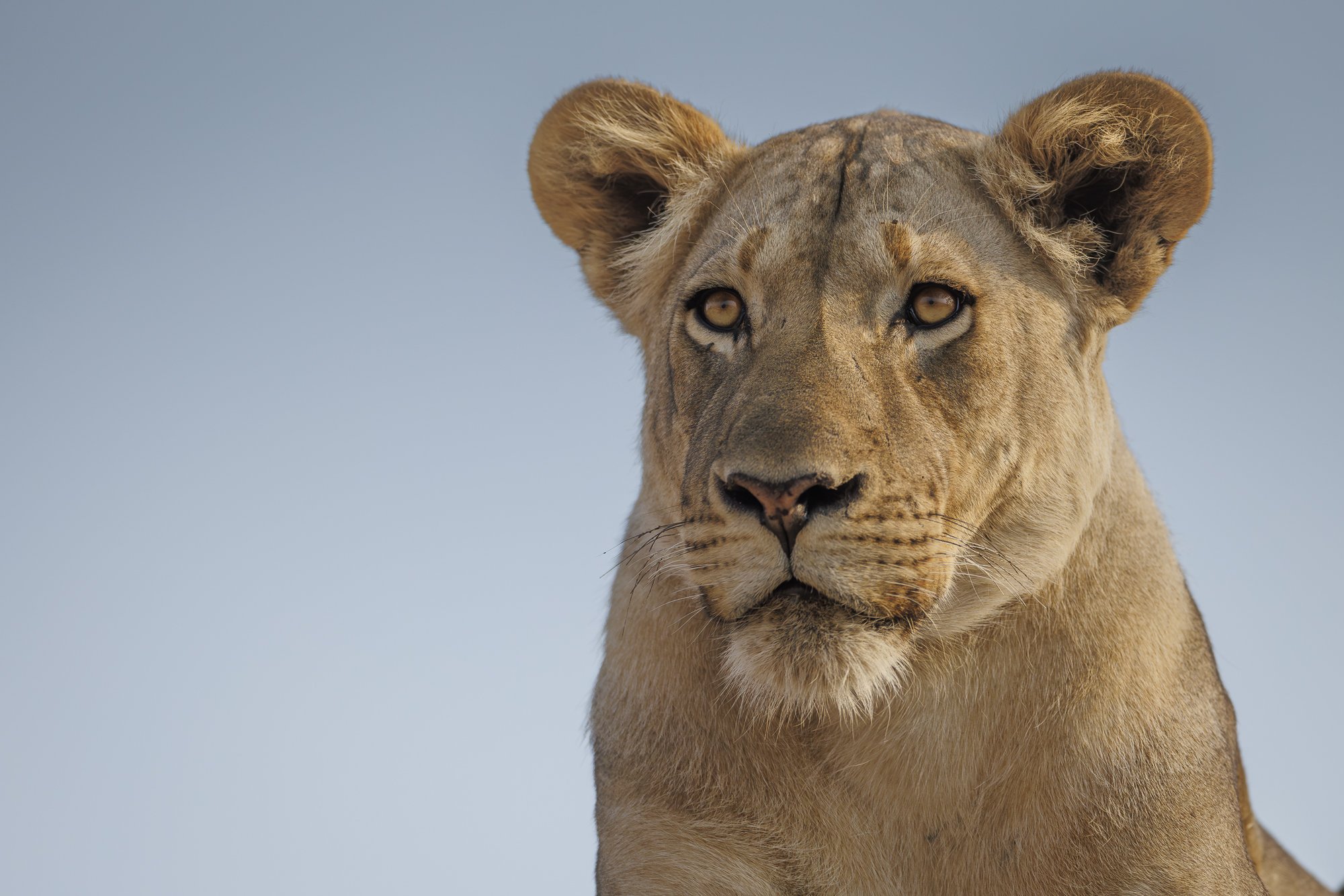 FOCUS IS POWER  •  Zambia