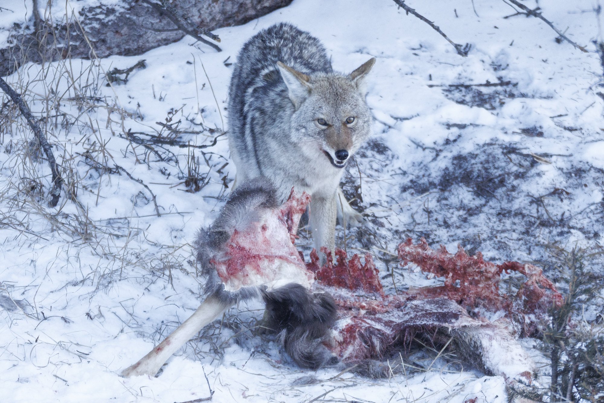 Yellowstone Coyoyte on mule deer kill