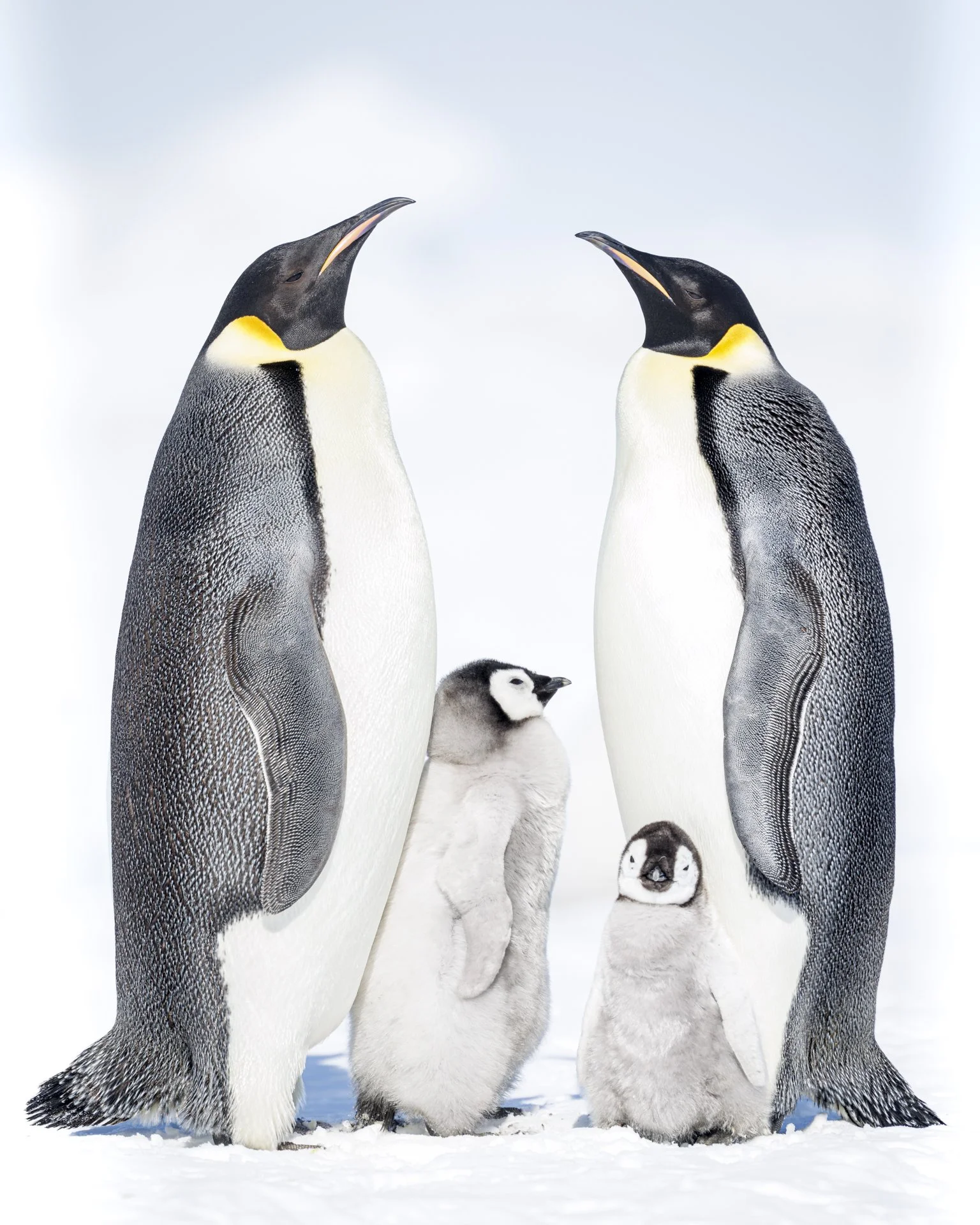 Penguin Protectors.jpg