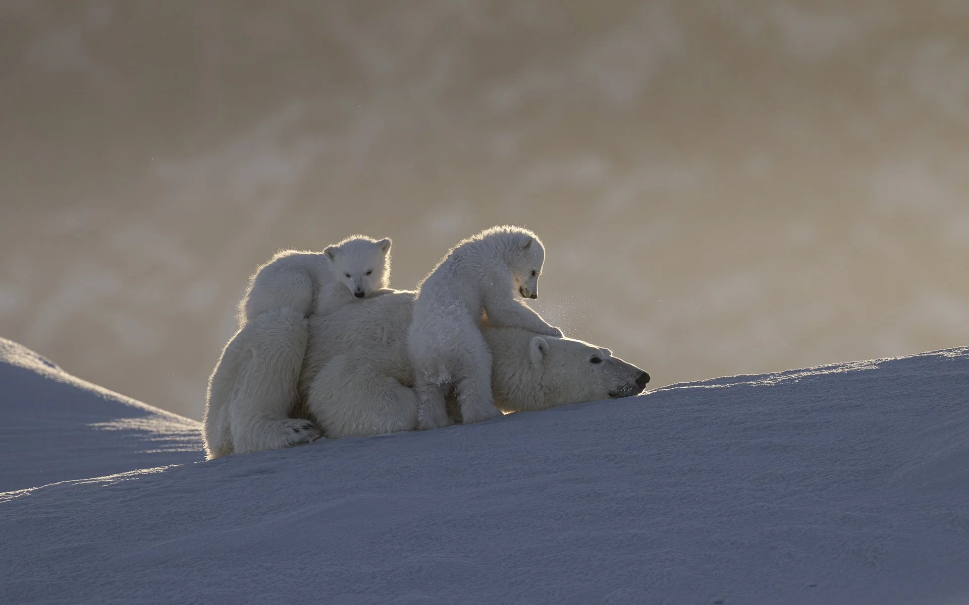 TIME TO PLAY  •  Baffin Island