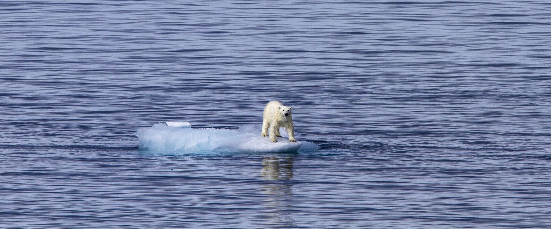 ON THIN ICE  •  Svalbard