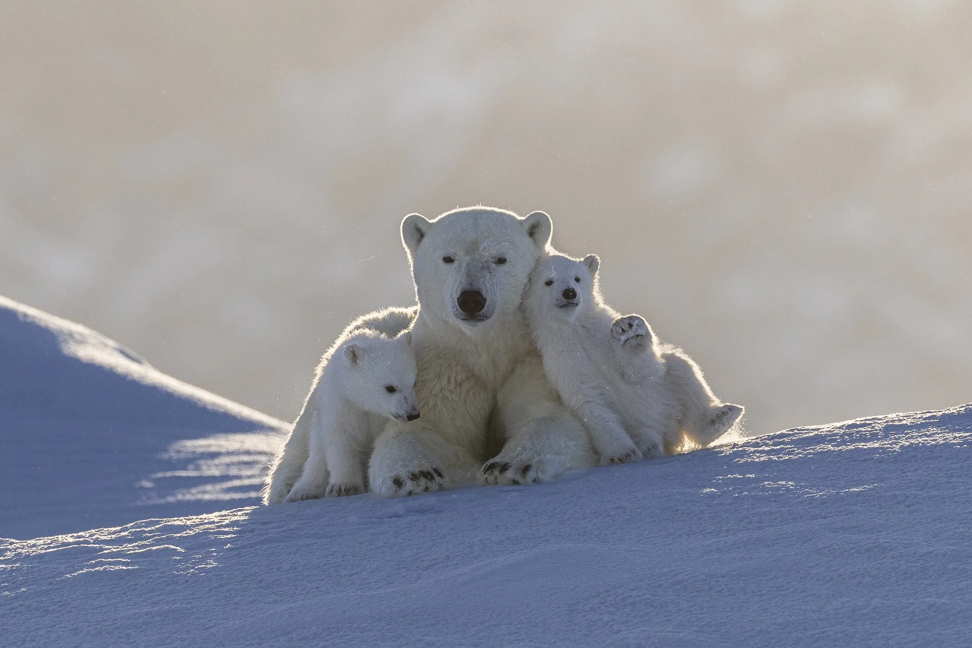HELLO  •  Baffin Island