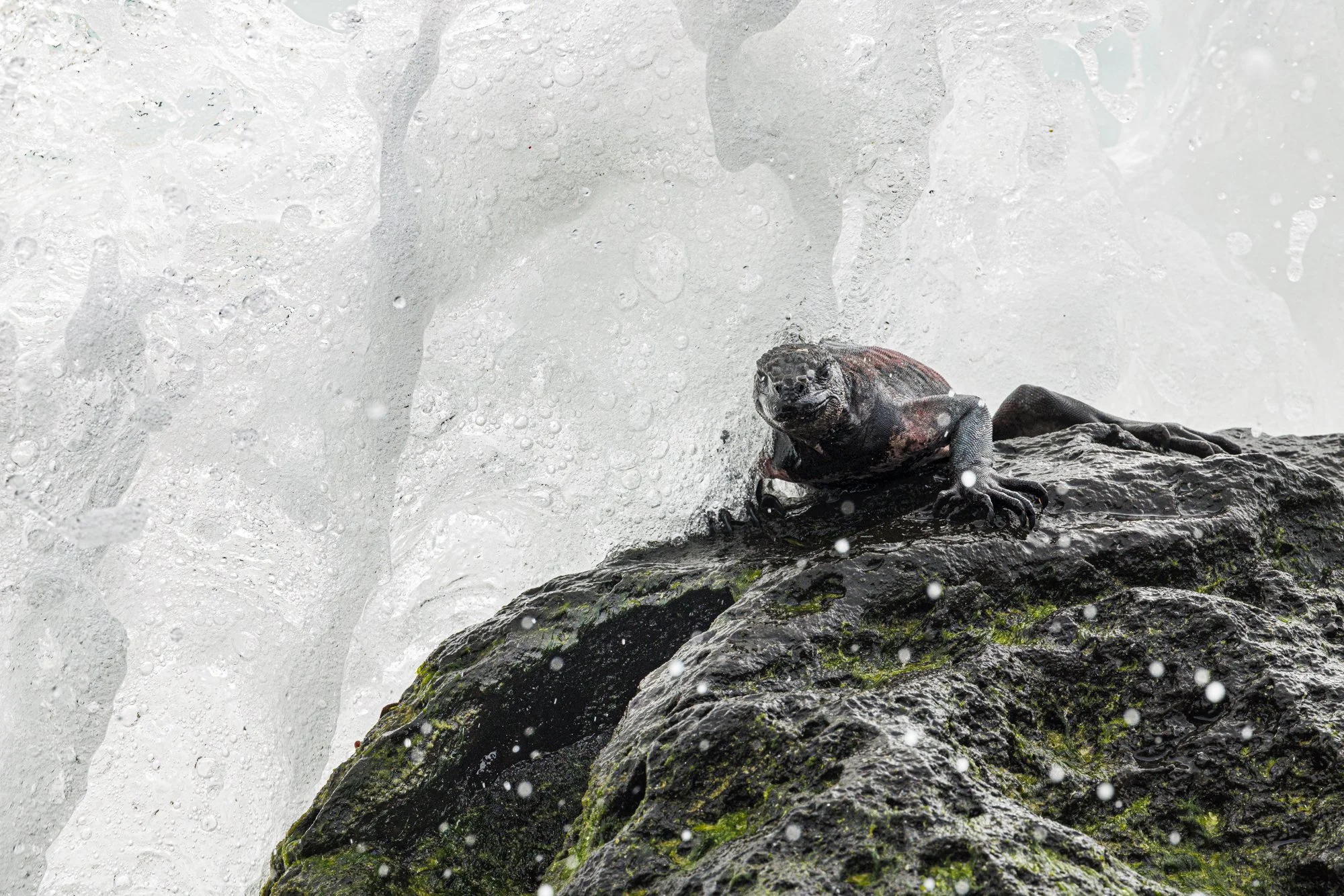 Marine Iguana about to be submerged beneath a giant wave Gardner Bay