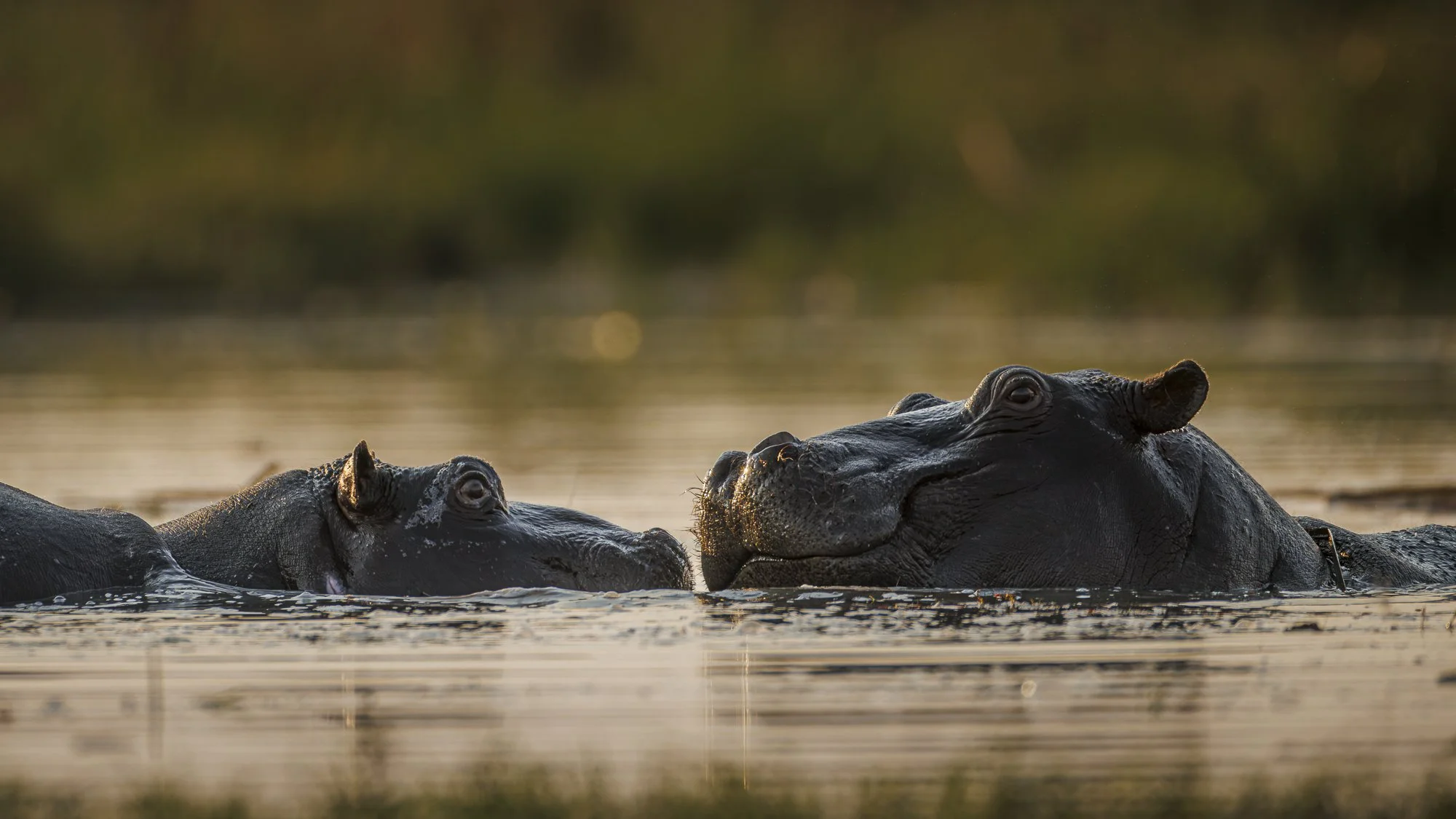 Hippo Mother and Calf in water