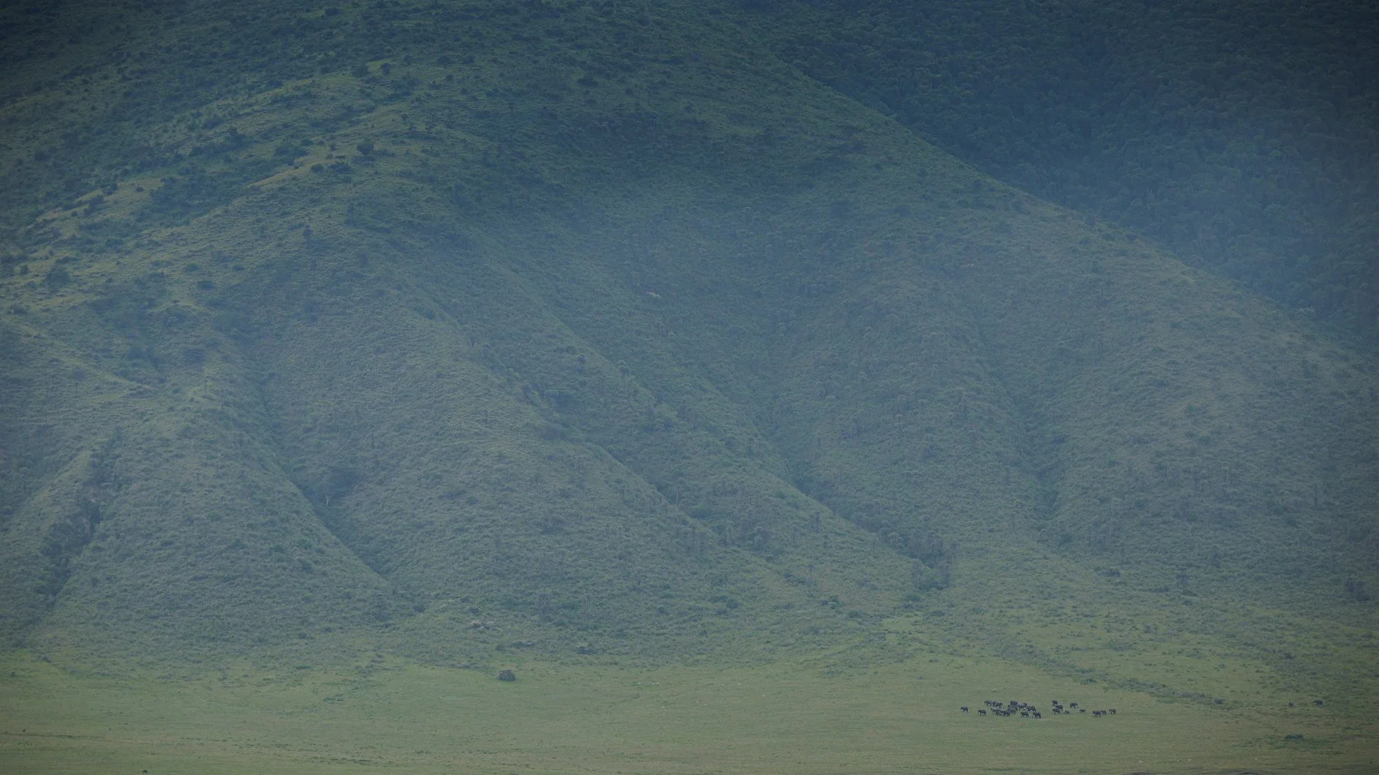 Family of elephants in Ngorongoro Crater