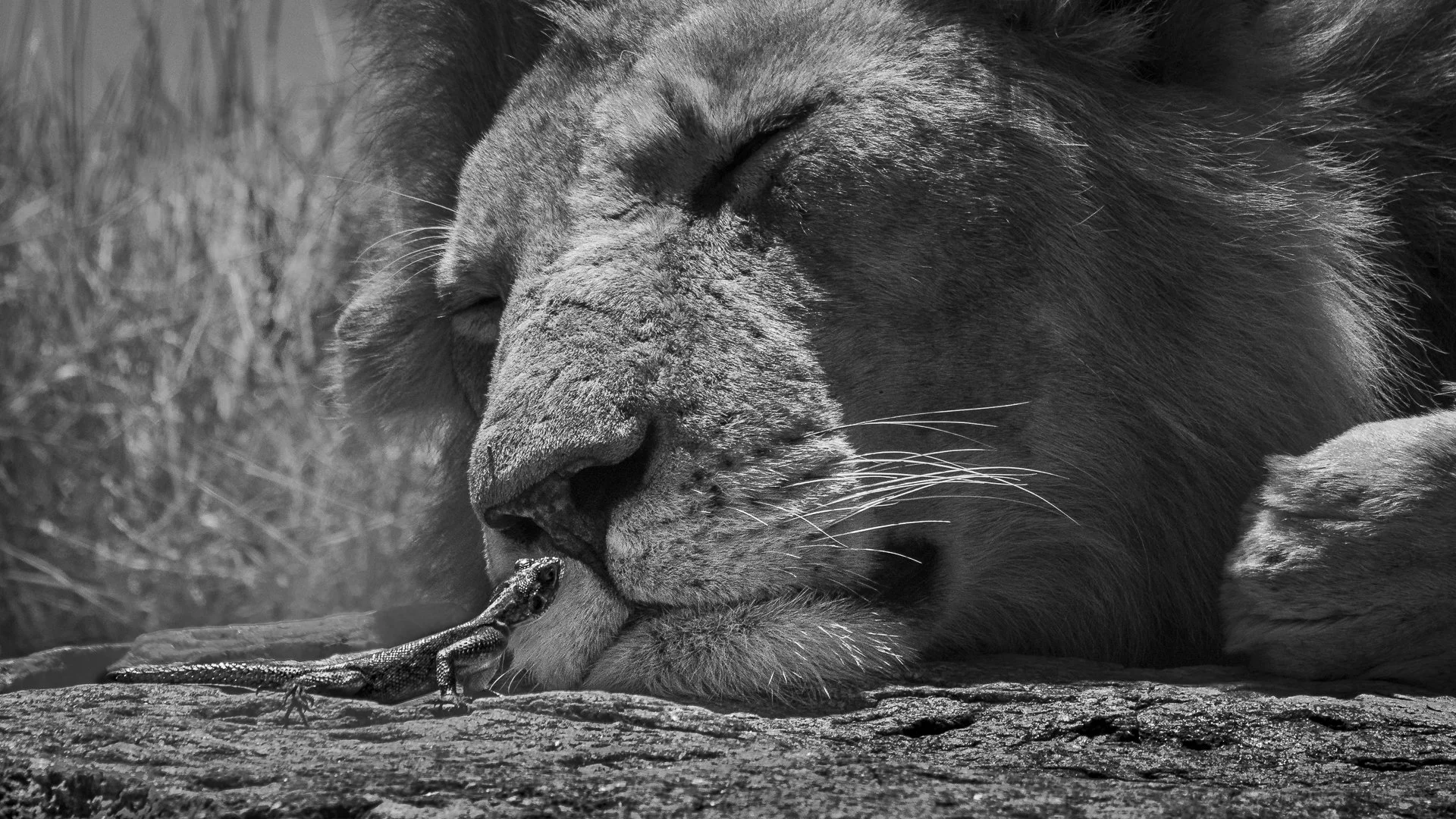 She Who Dares- Female Agama Lizard and Male Lion