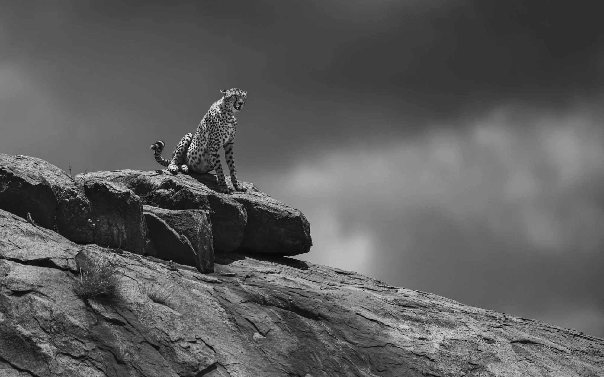 Cheetah on Kopje, Serengeti