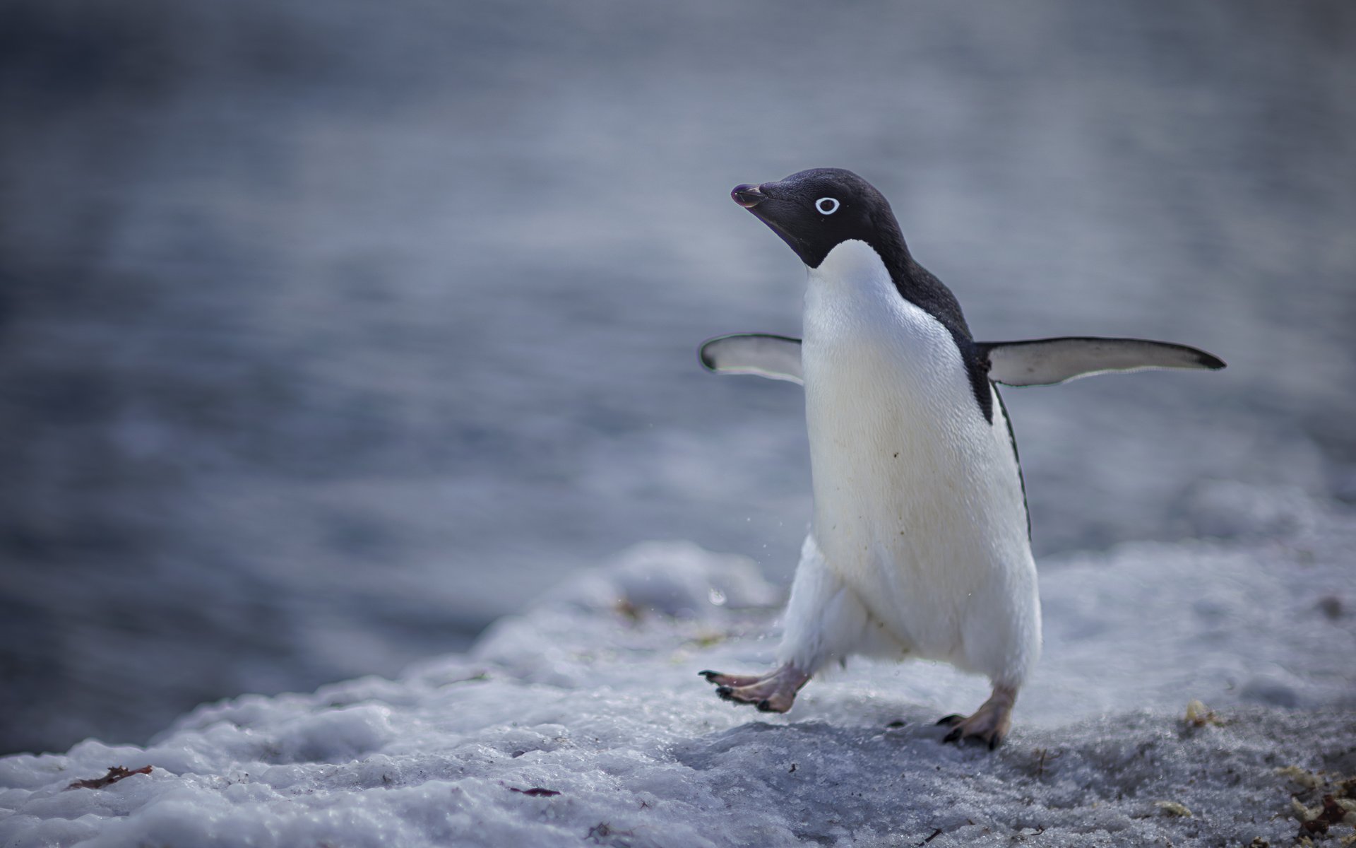 ADELIE PENGUIN  •  False Bay