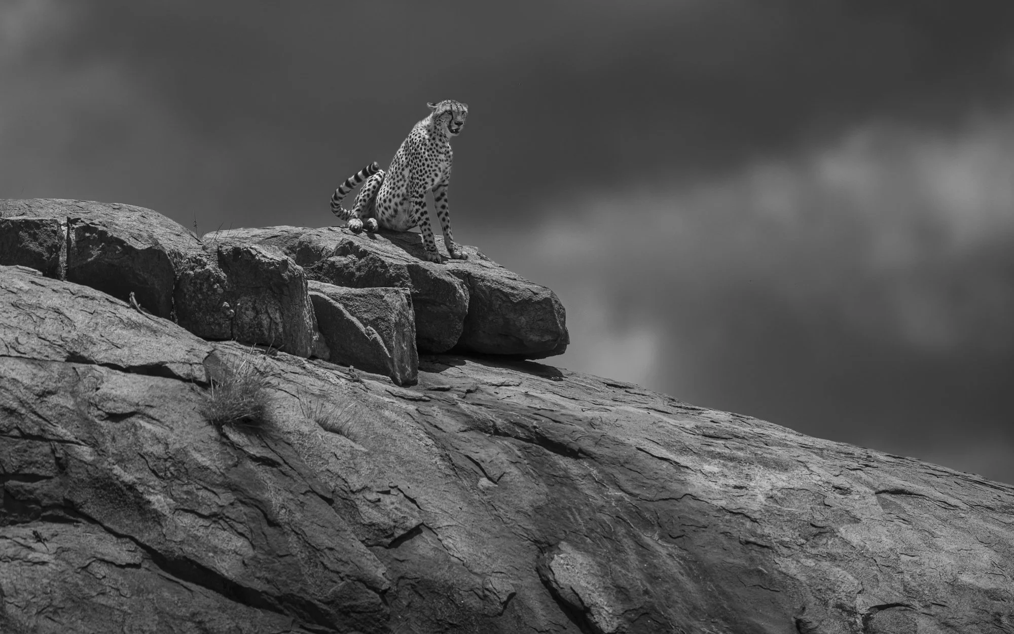 CHEETAH ON THE KOPJE