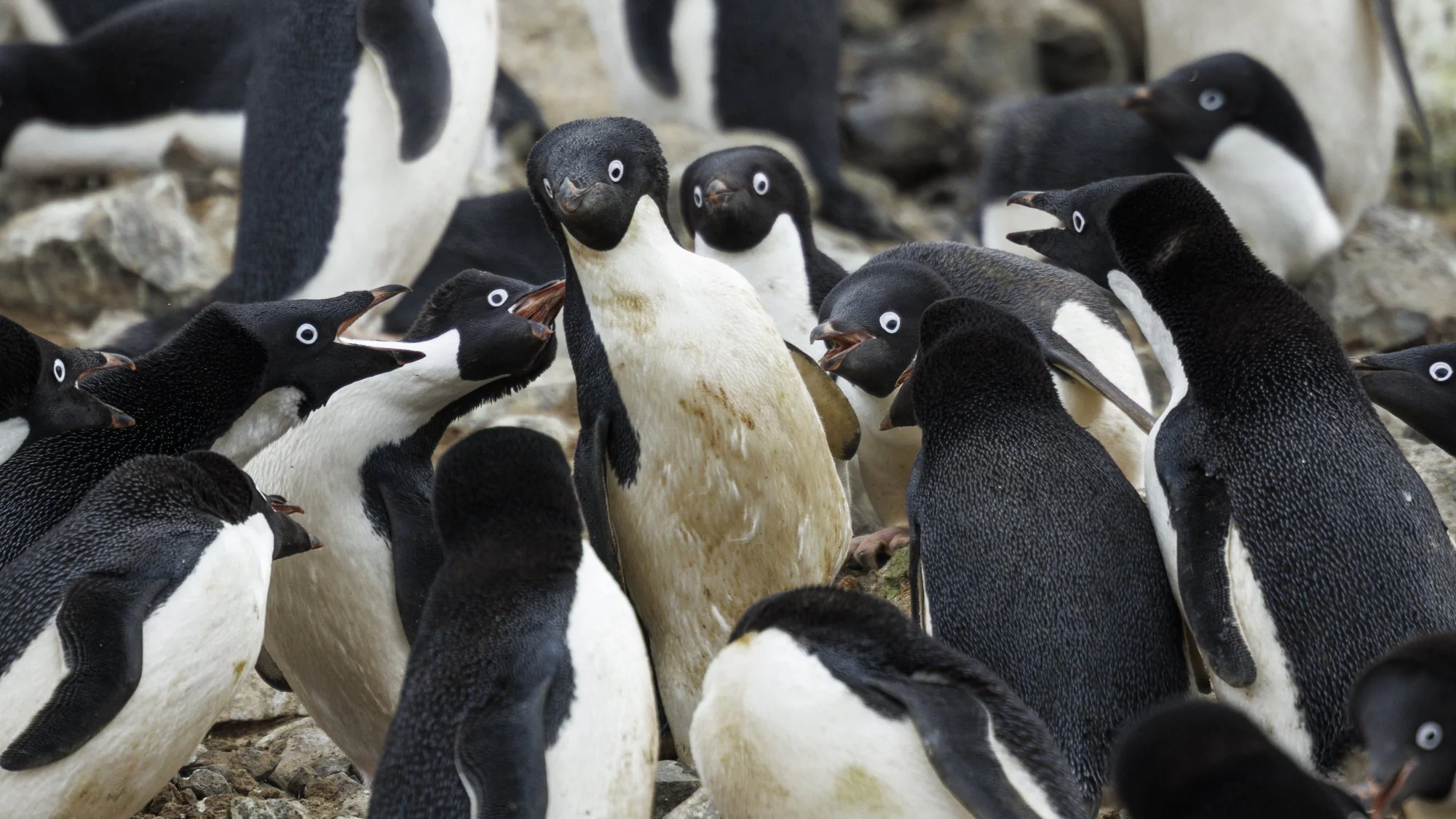 Chaos erupts in the Adelie colony