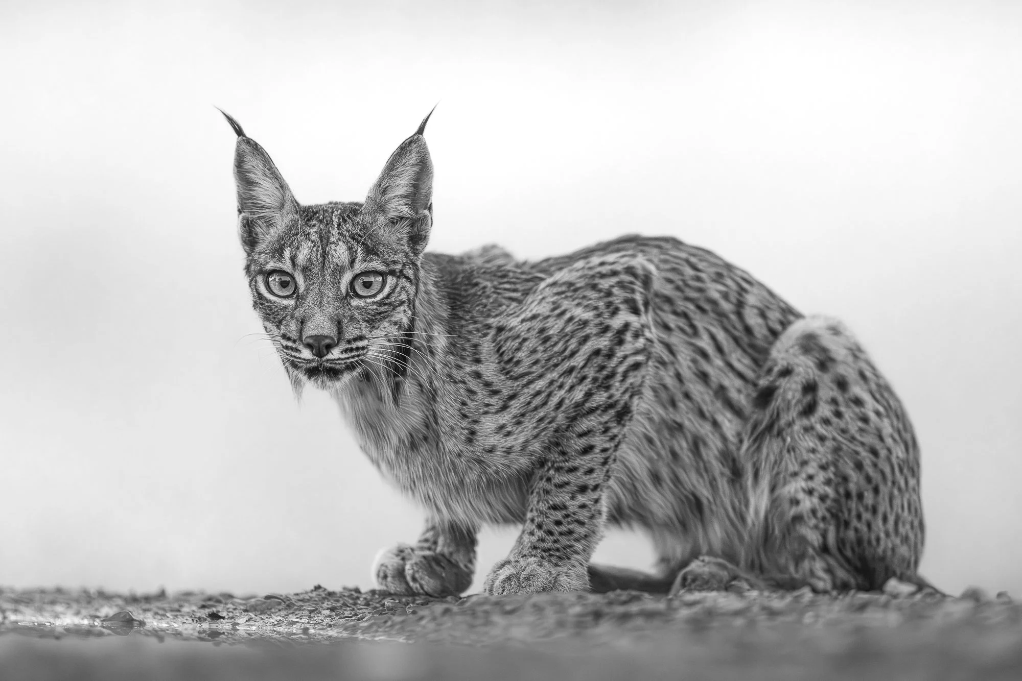 ODRINA •  Penalajo