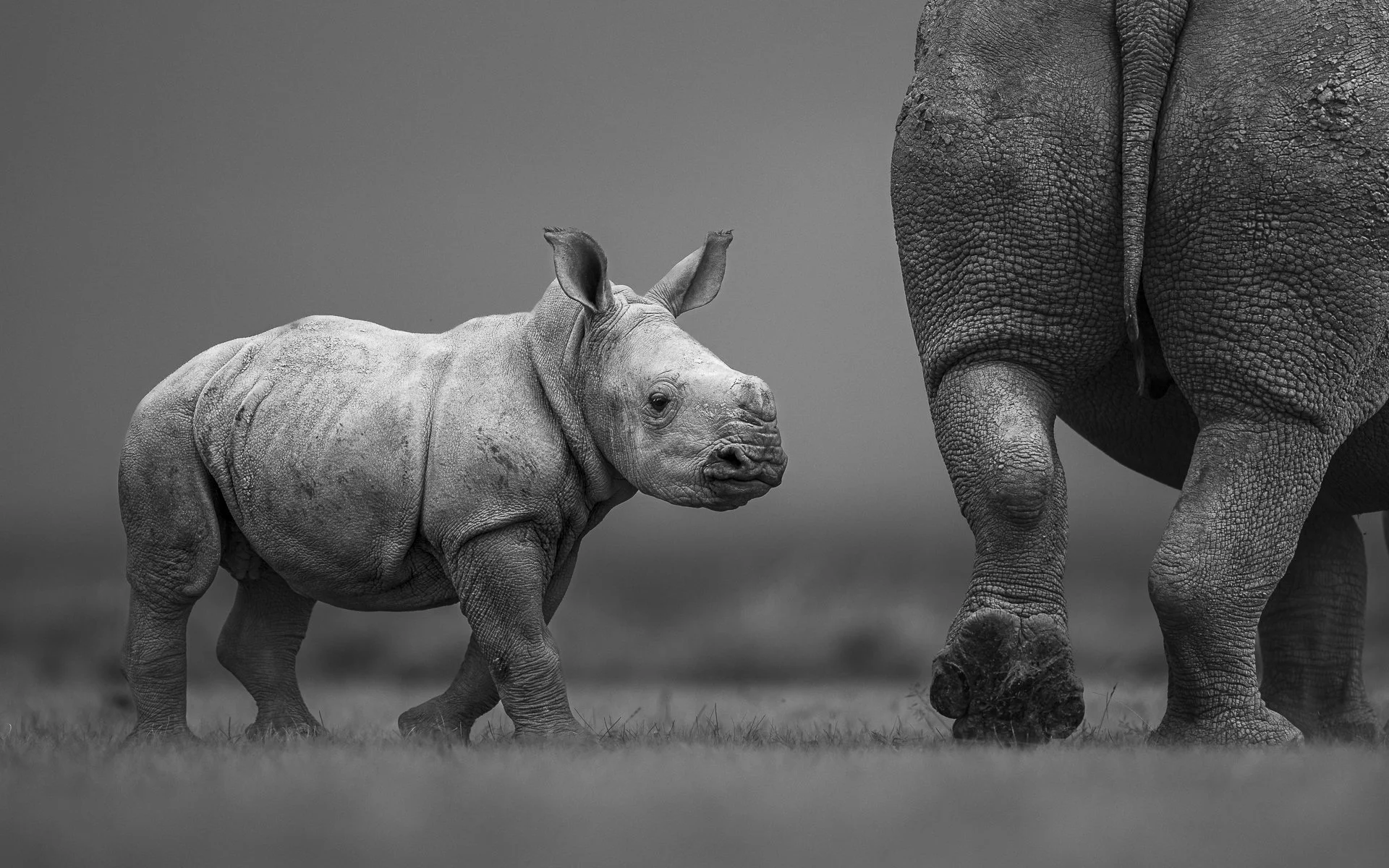 Young rhino calf walks behind mother