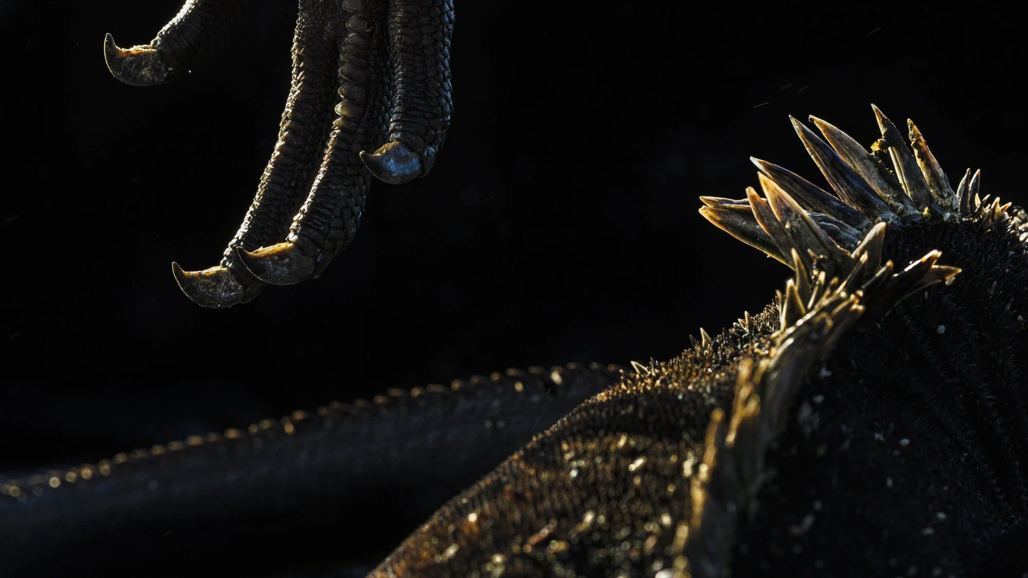Claw and spikes of Marine Iguana