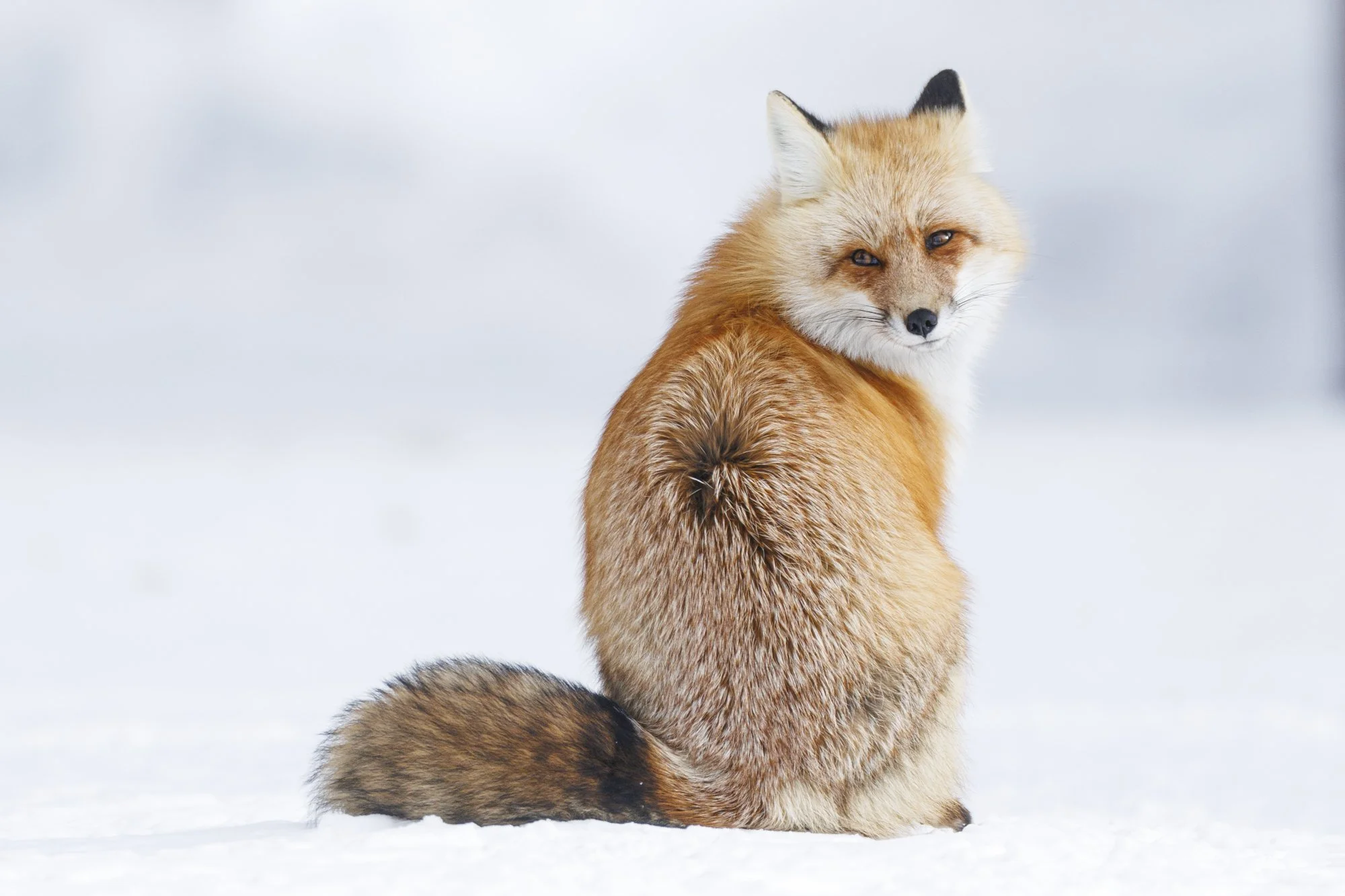 Cooke City Red Fox in snow