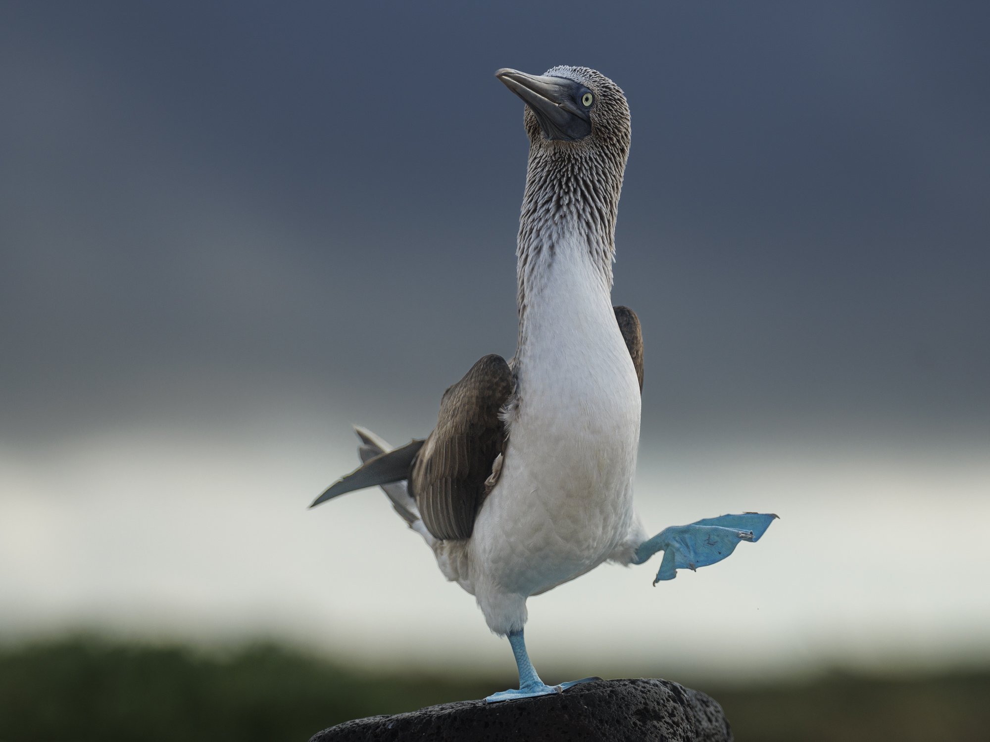 Blue Footed Booby male in courtship dance