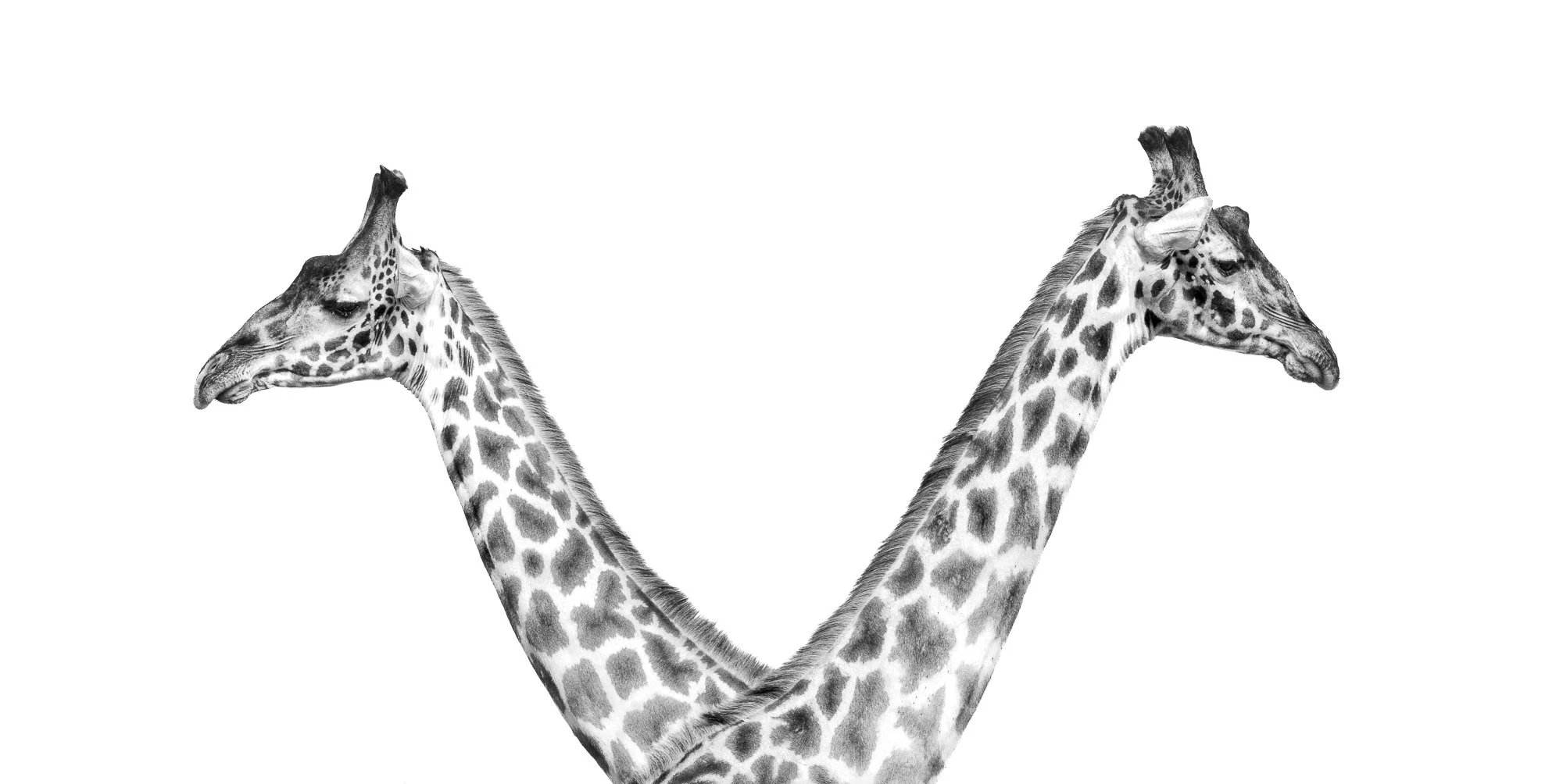 High key image of two Maasai Giraffe