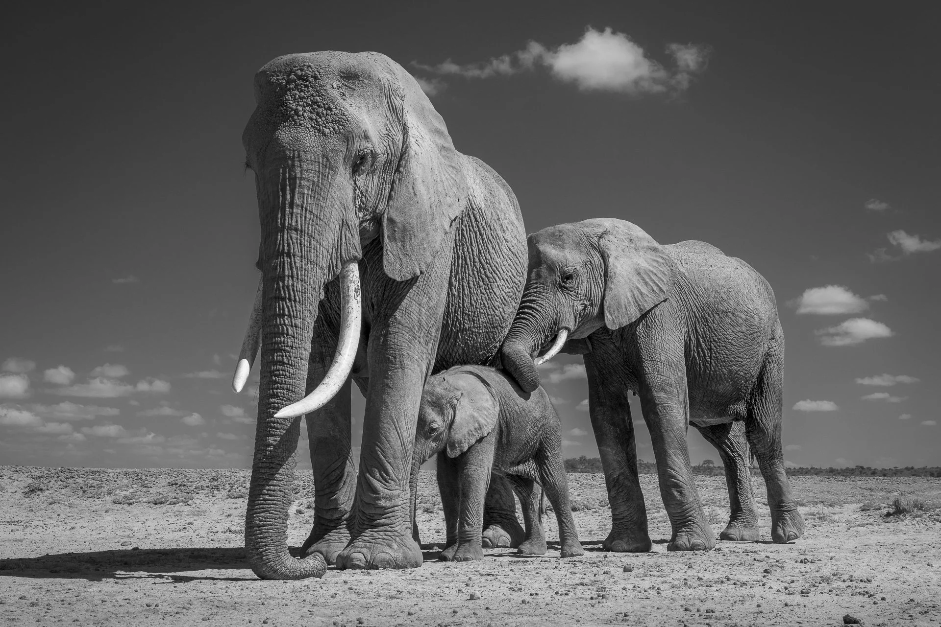 An elephant mother with her two calves