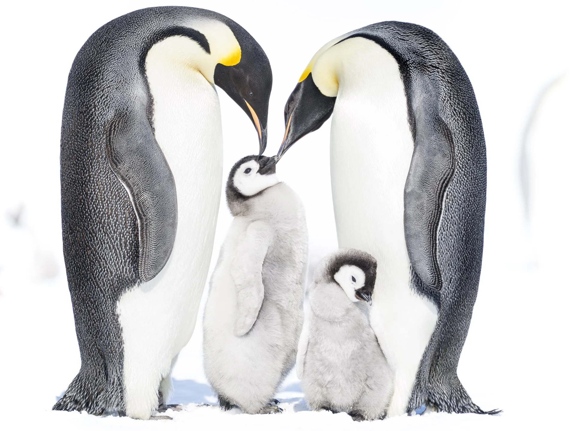 PENGUIN YEARNING •  Snow Hill Colony