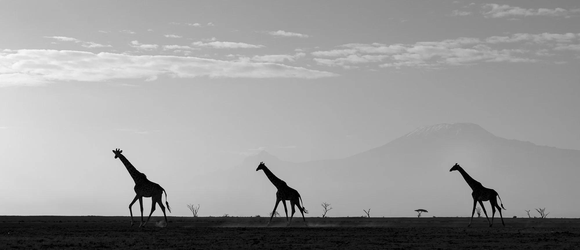 Silhouette of three giraffe crossing the Amboseli lakebed