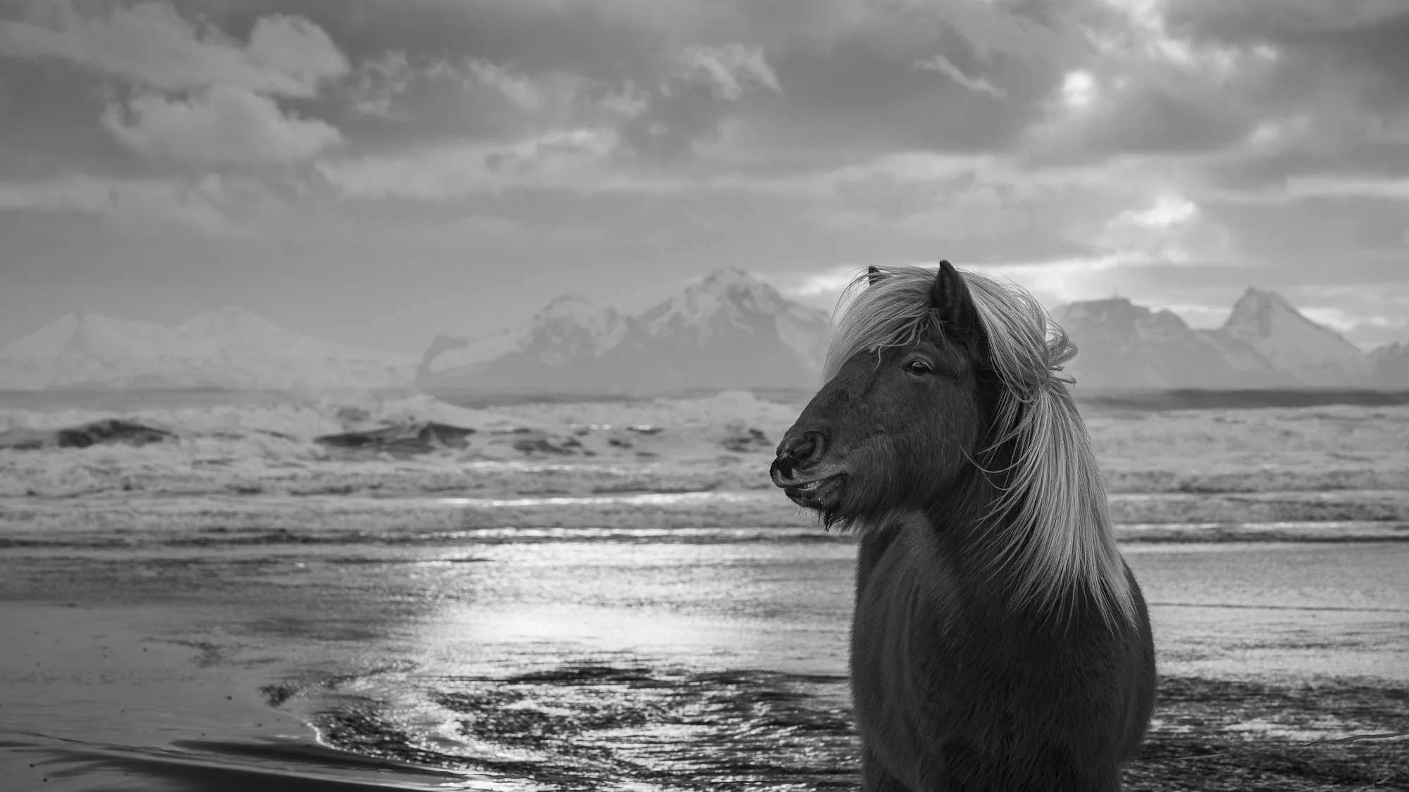 Icelandic Horse on a beach in Iceland