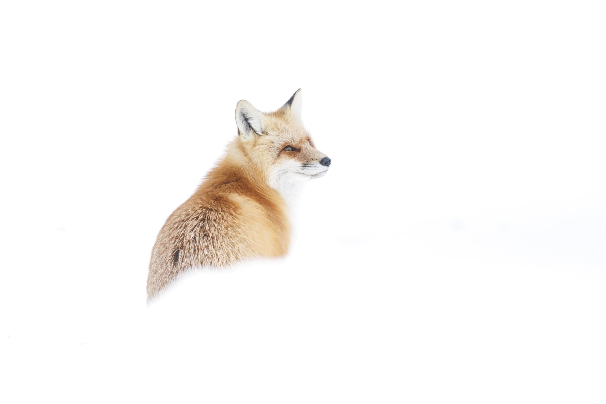 Yellowstone Red Fox winter portrait