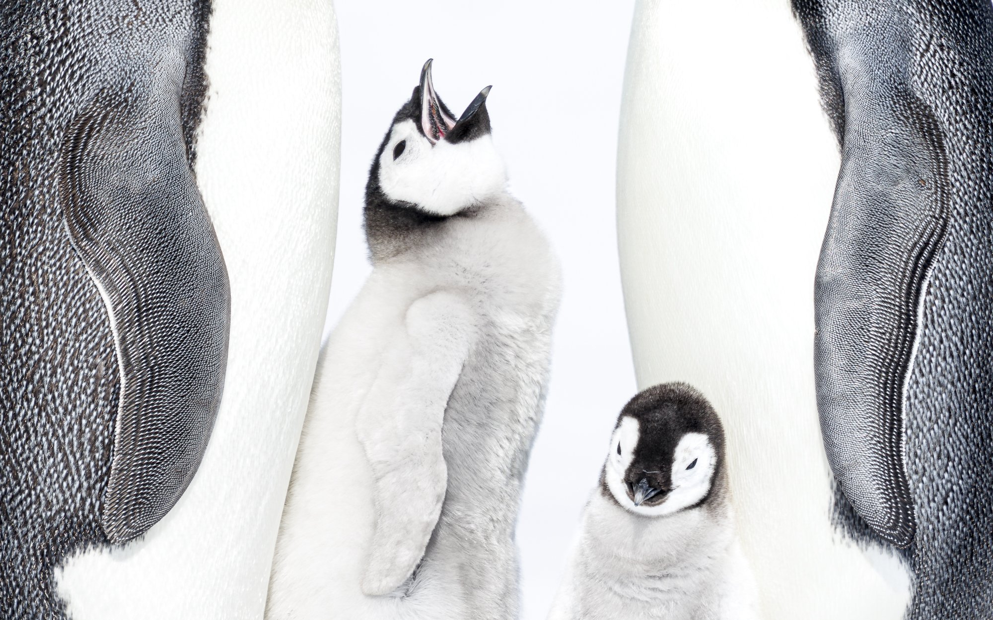 Emperor Penguin chick begs for food