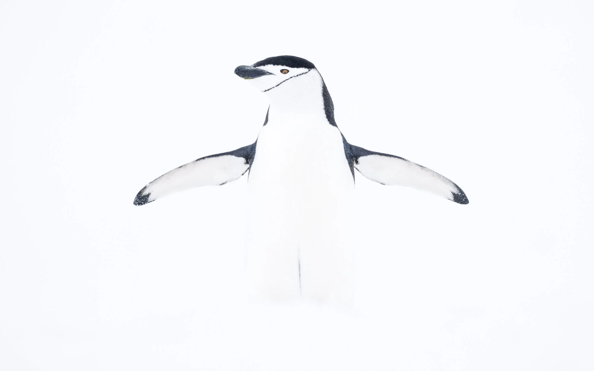 Portrait of Chinstrap with distinctive black band under its chin