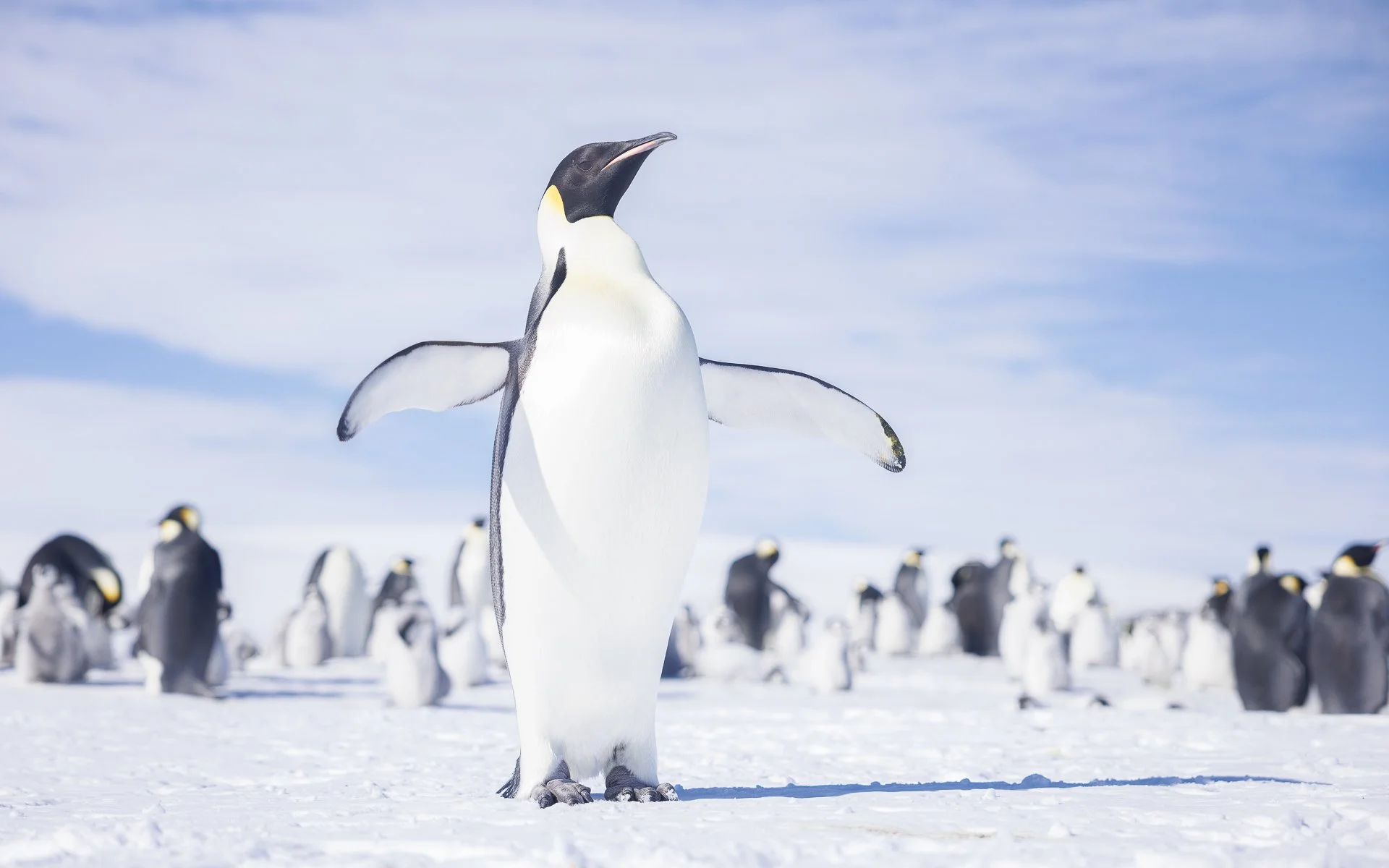 EMPEROR PENGUIN  •  Snow Hill Colony