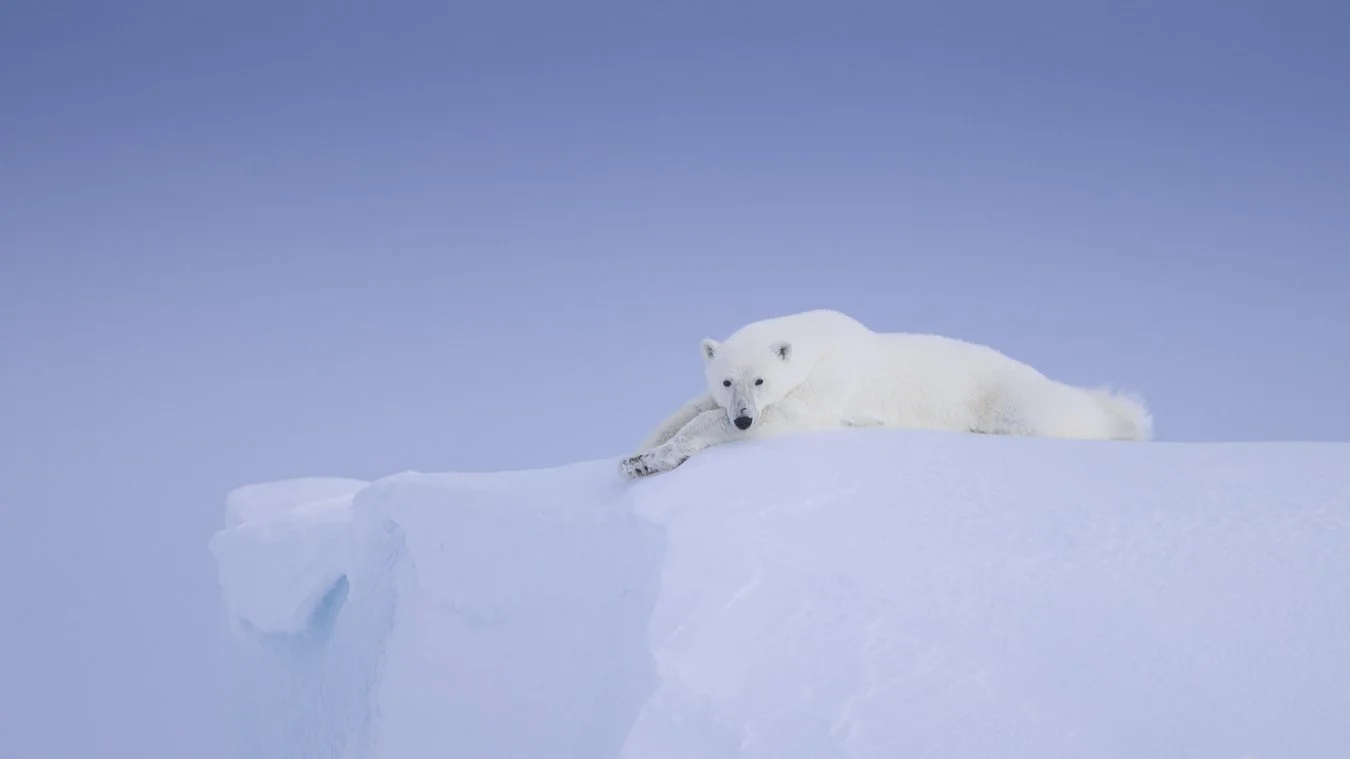polar-bear-photography-jules-oldroyd