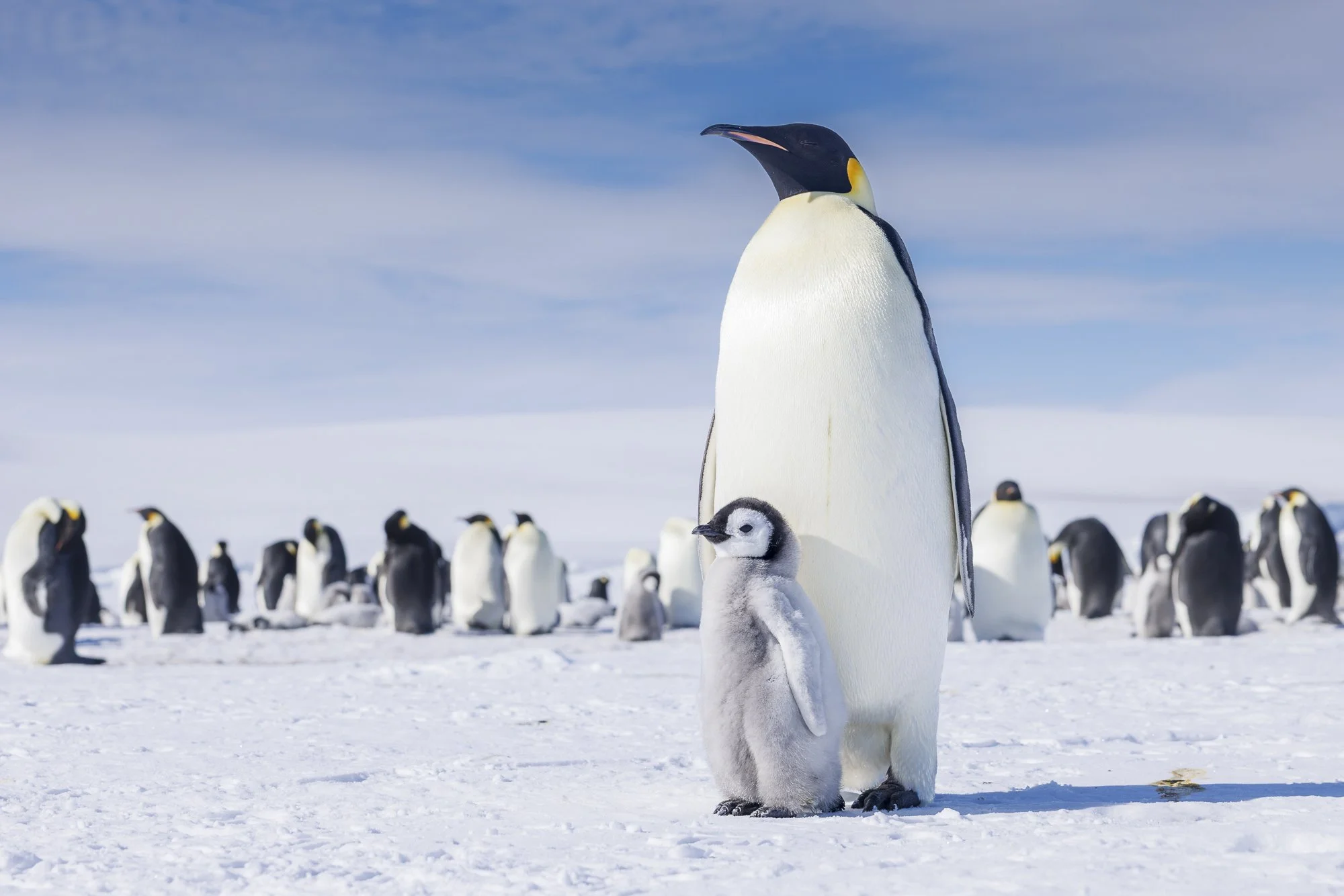 Emperor Penguin and chick at Snow Hill colony Antarctica