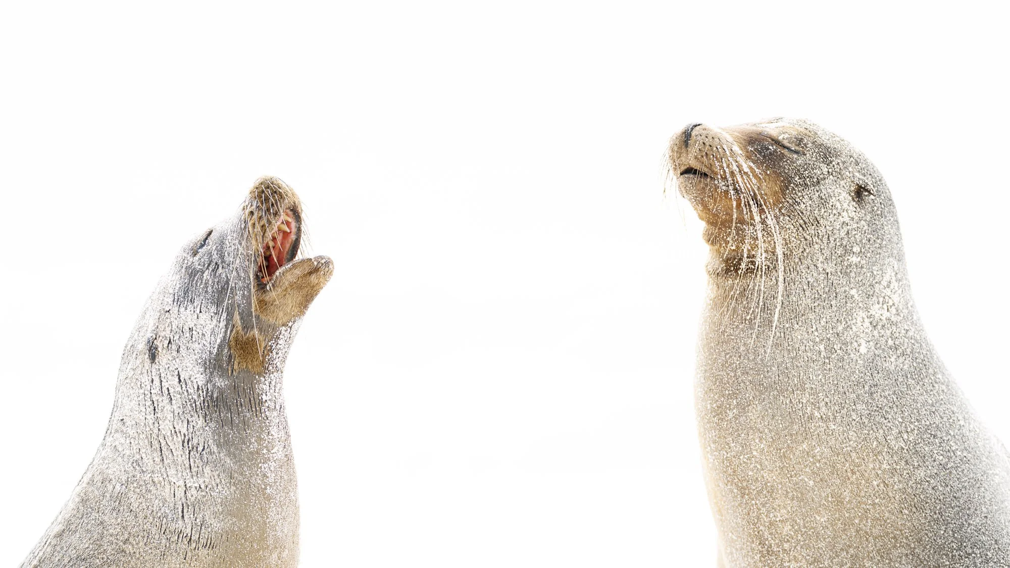 Sea Lion pair on Gardner Bay