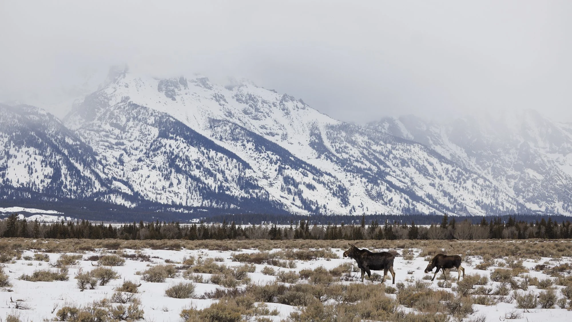 Moose mother and calf in Grand Tetons