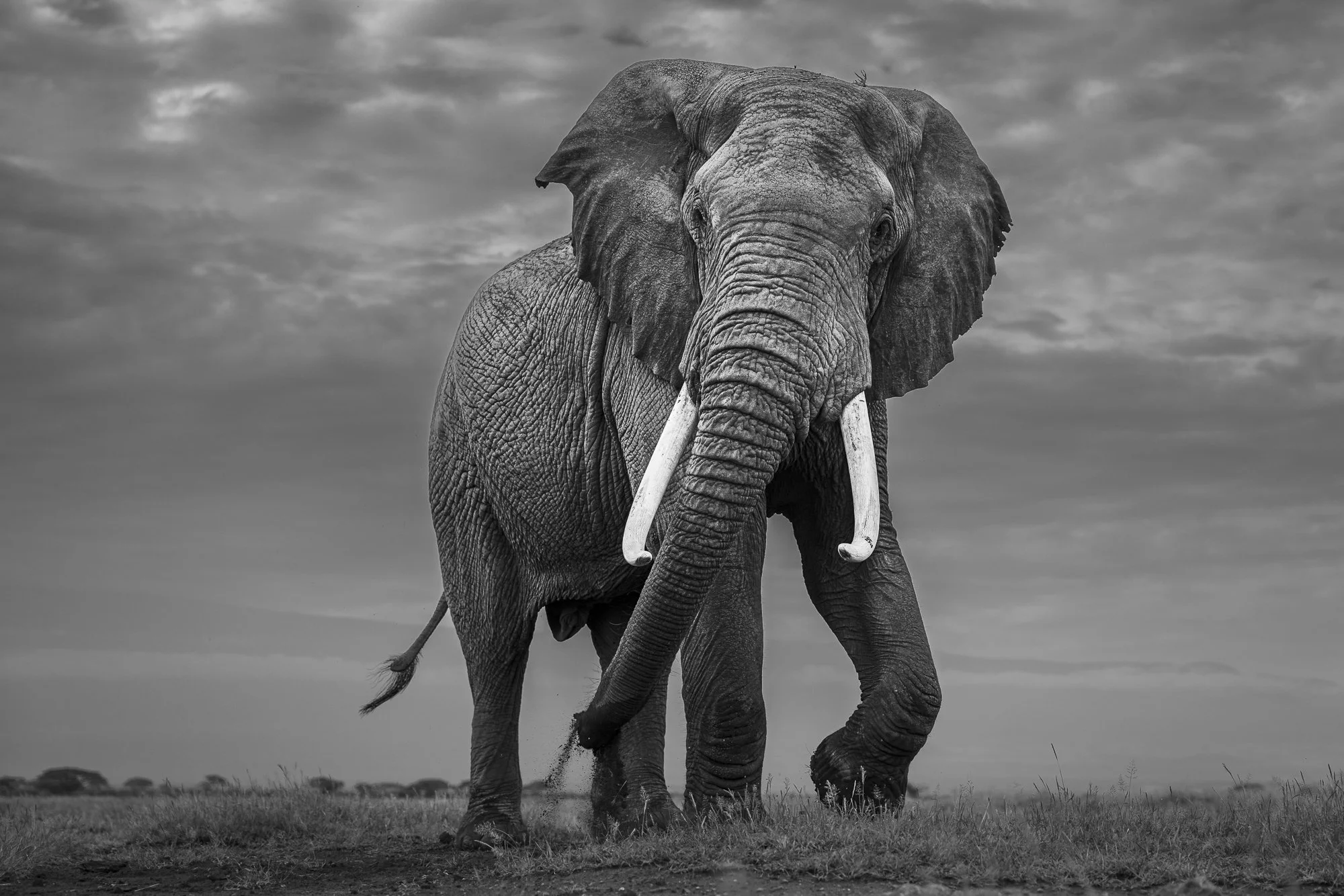 AMBOSELI GIANT · Amboseli