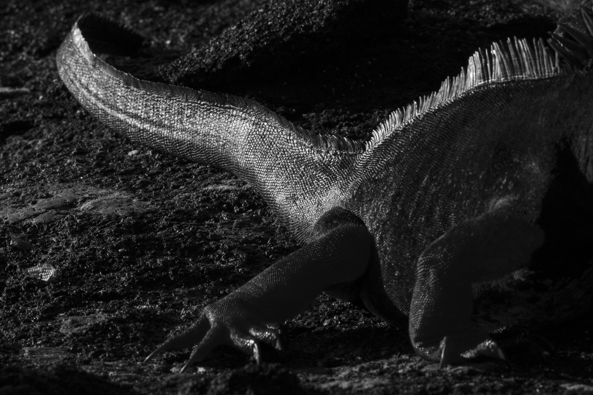 Tail of a Marine iguana illuminated by the Sun at Fernandina