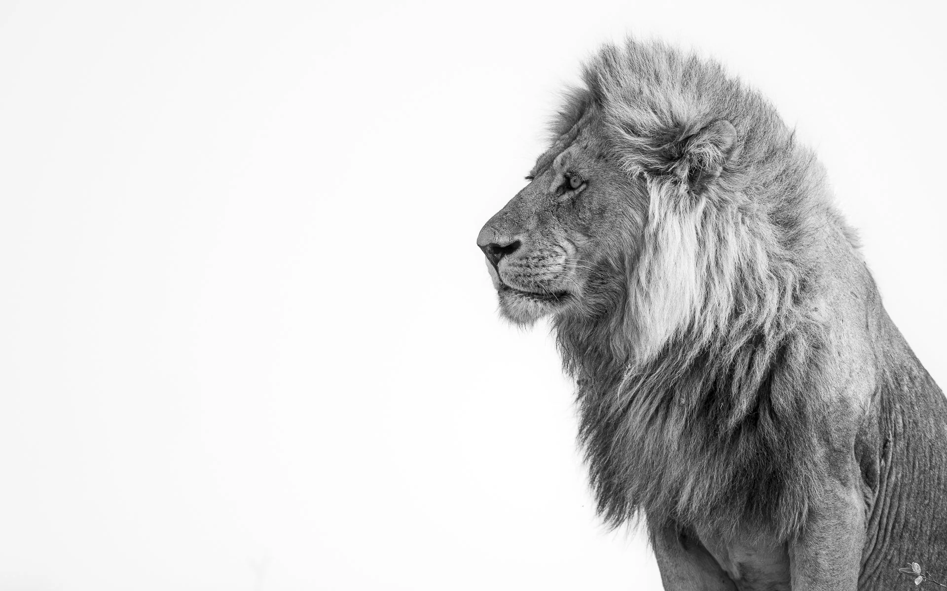 THE KING •  Mokete