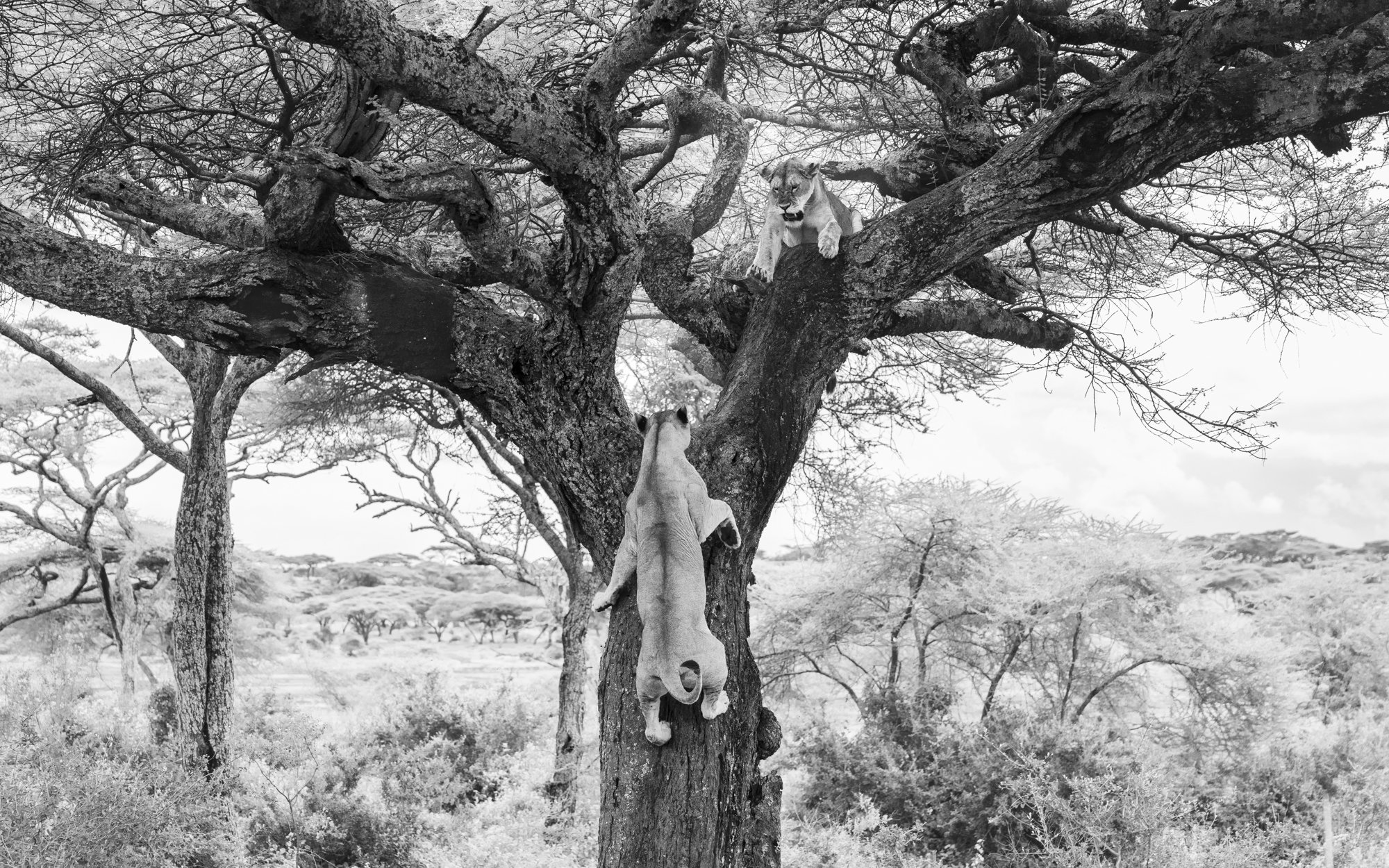 Tree climbing lions in Ndutu