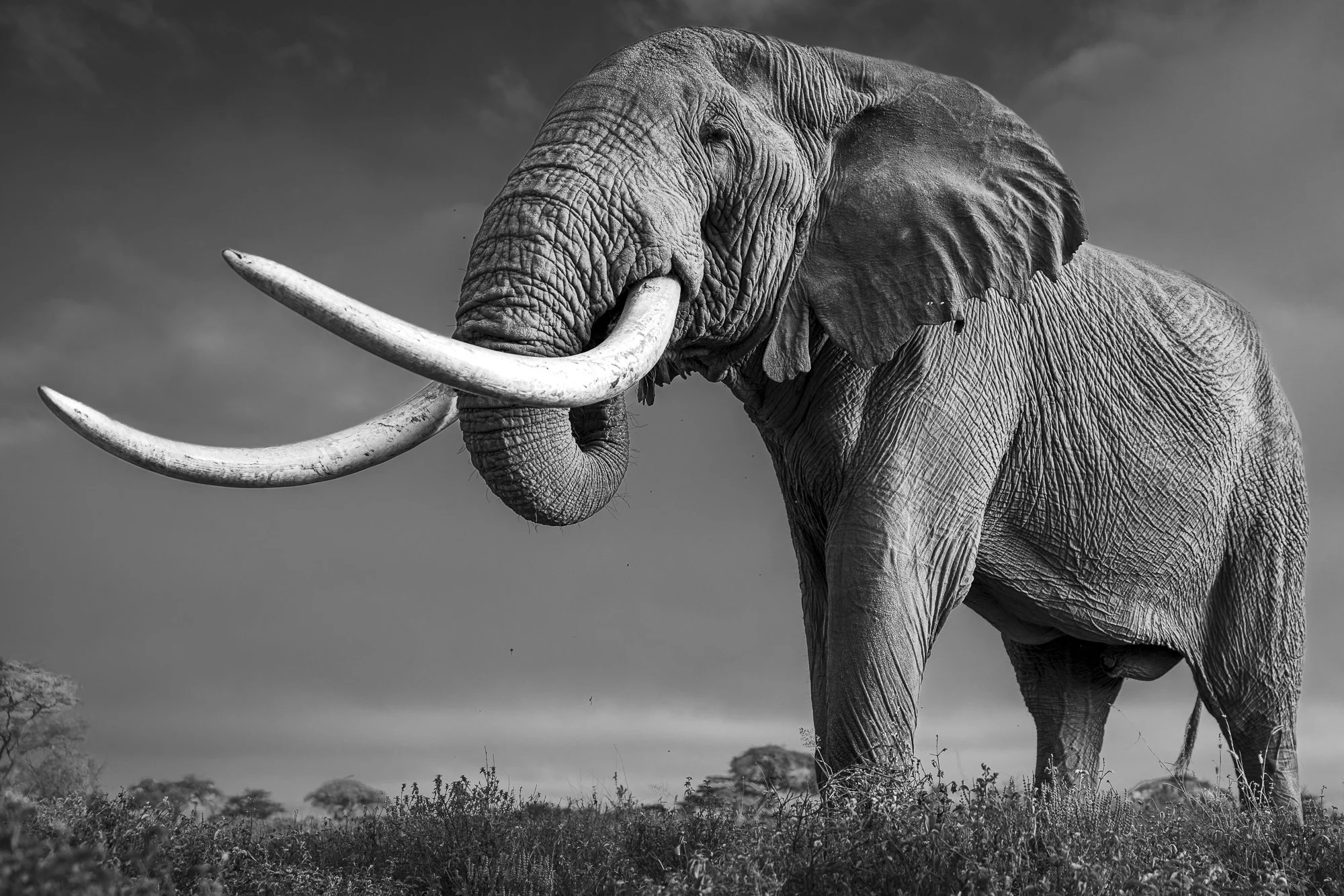 VRONSKY FROM BELOW I · Amboseli