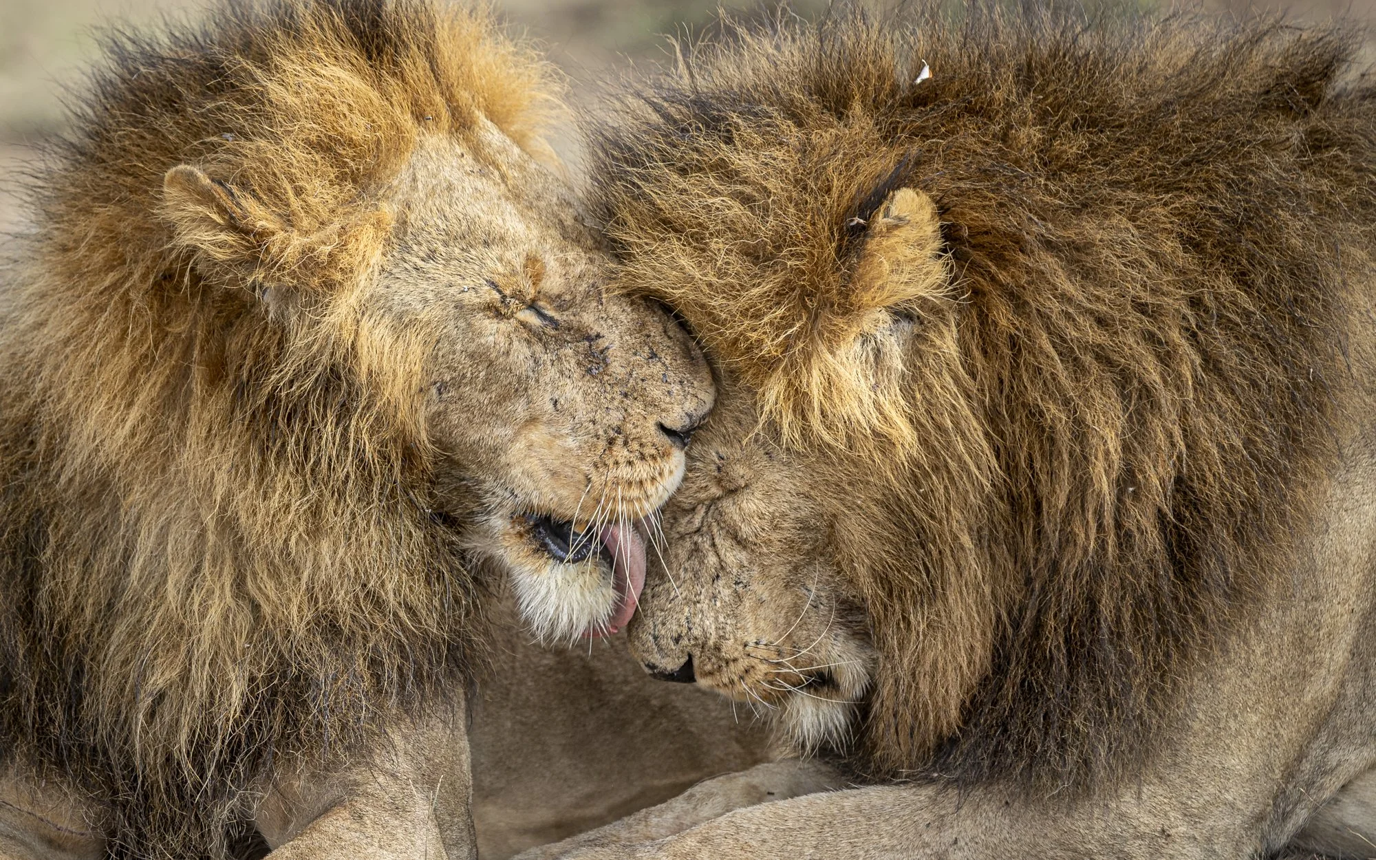 Two lion brothers grooming each other