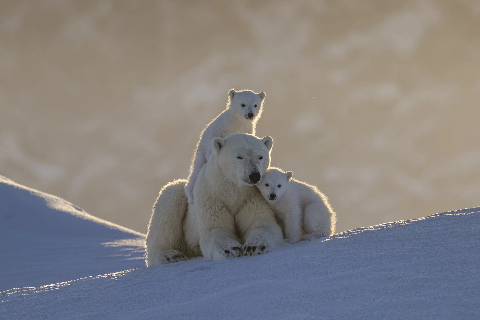 Polar Bear mother and cubs huddle together on