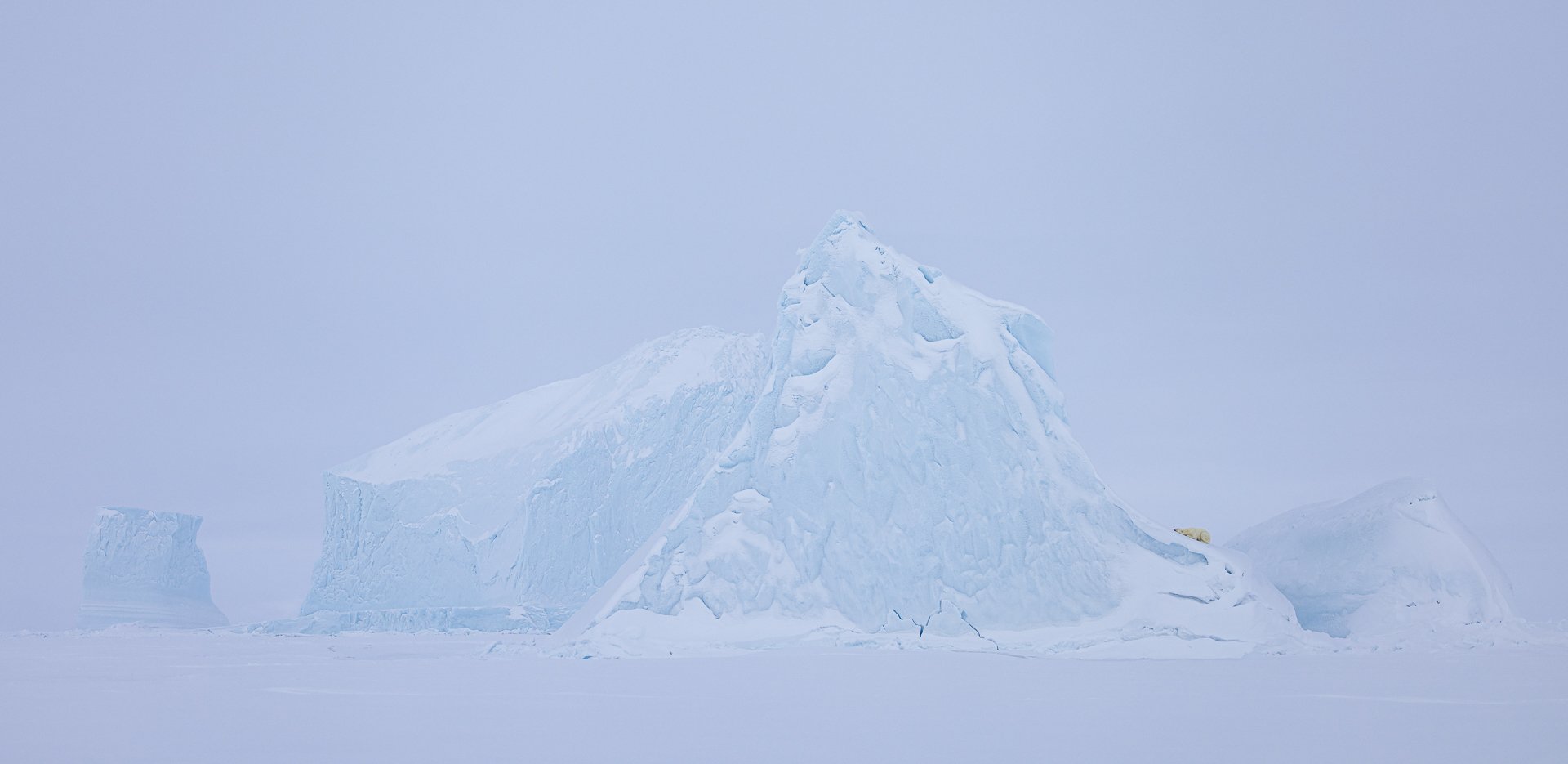 POLAR BEAR ON ICEBERG  •  Baffin Island