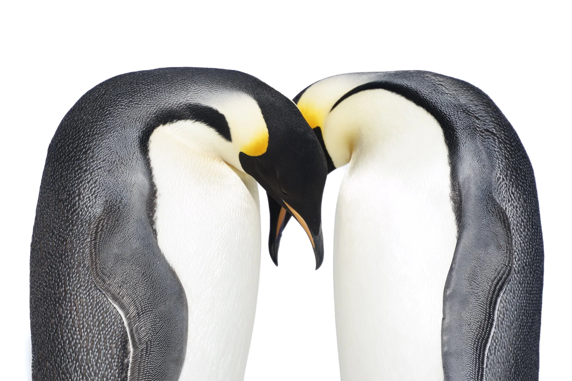 Emperor Penguin greeting at Snow Hill