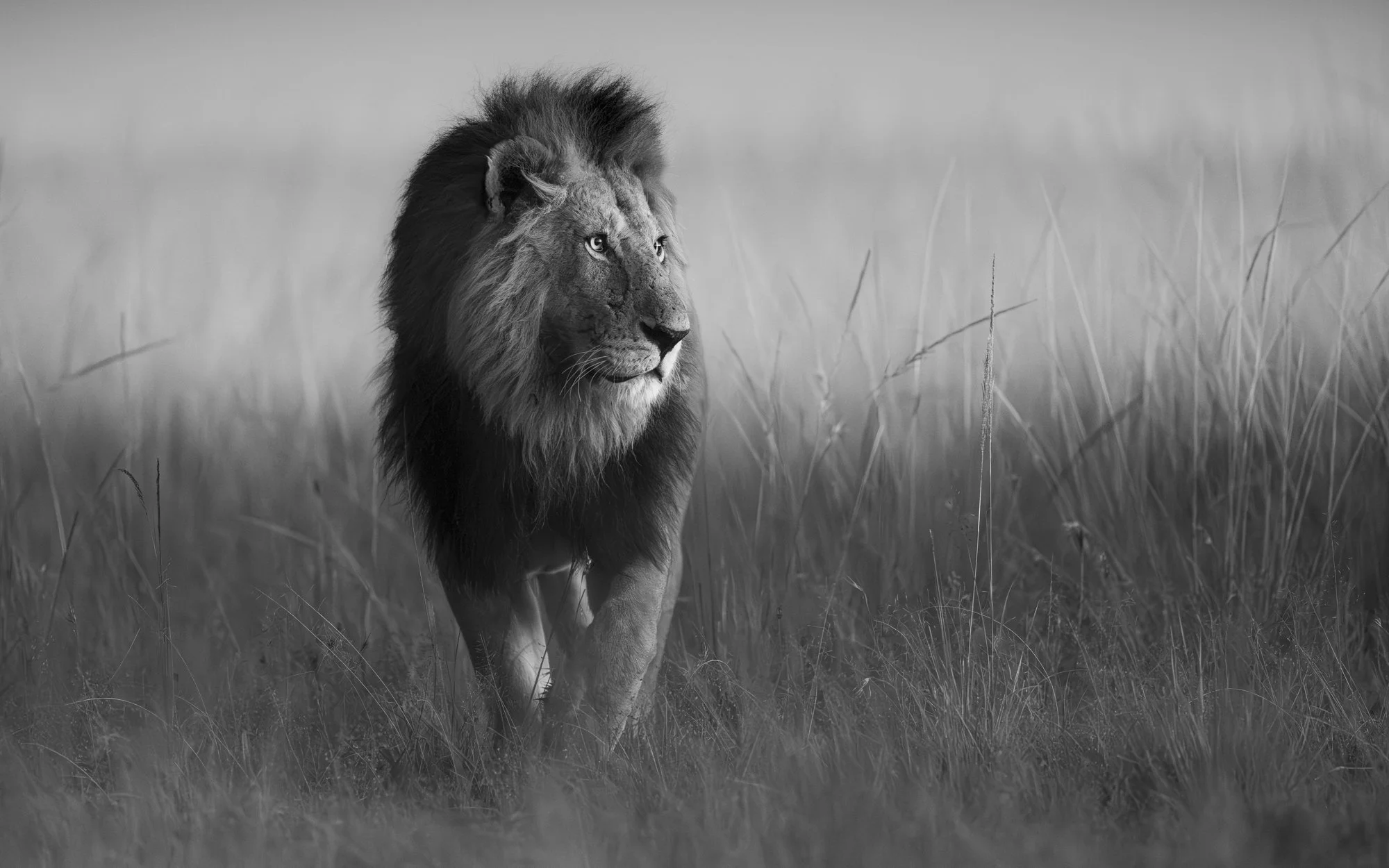 Image of male lion Saning'o at first light