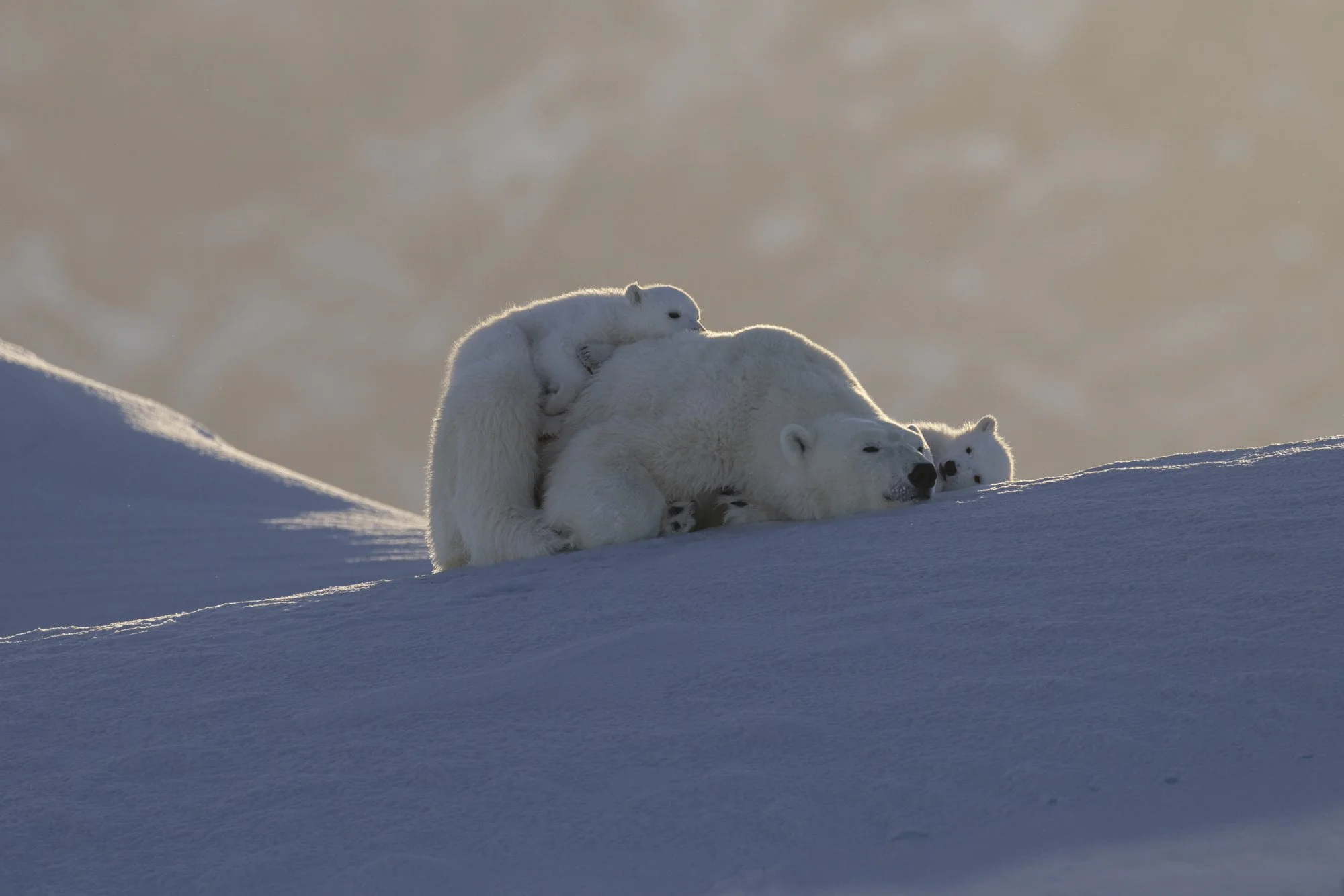 Polar Bear cubs want their mother attention