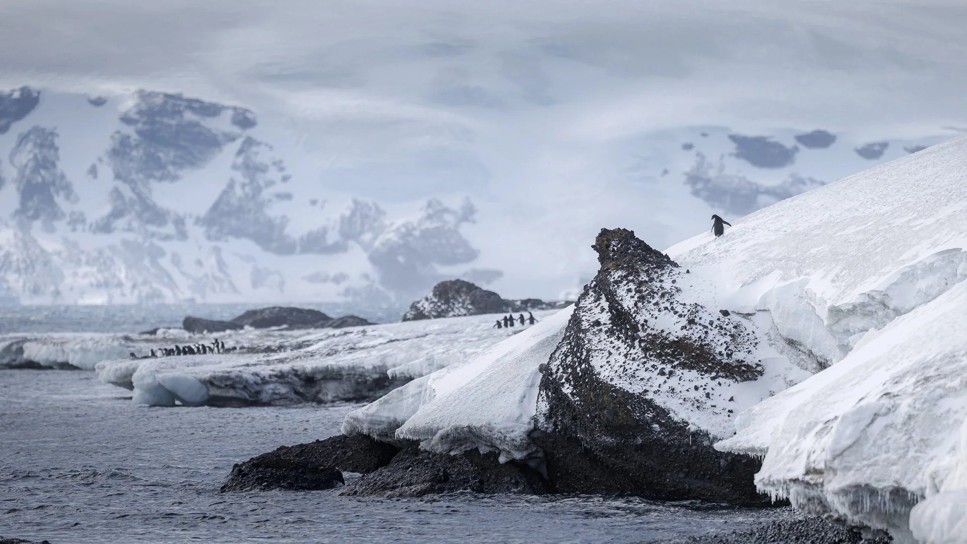 AN ADELIES JOURNEY  •  Brown Bluff