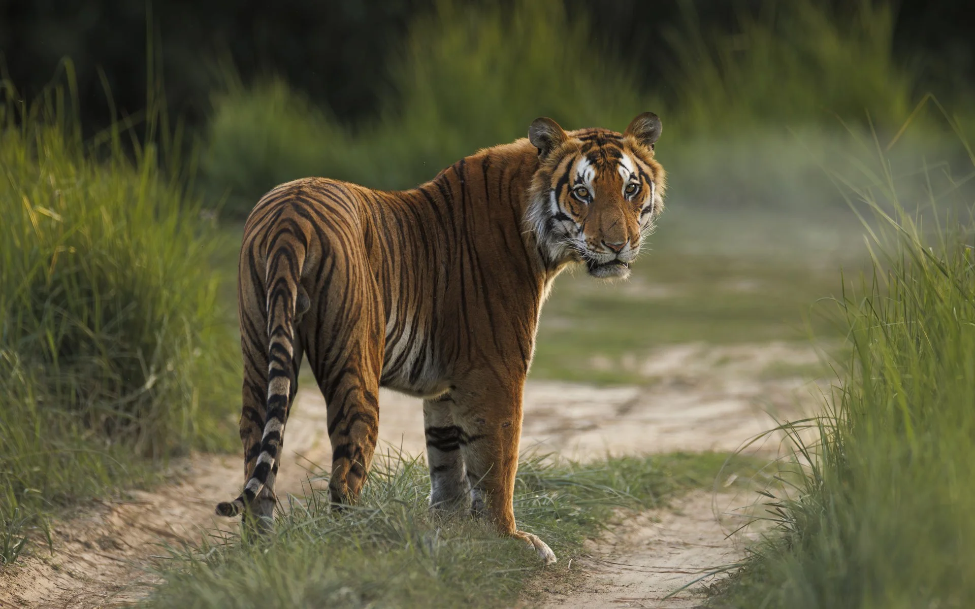 A male tiger heading away from the camera stops to turn around and face us. His orange fur, black stripes and white accents on his face stand against the greenery of the wild behind him.