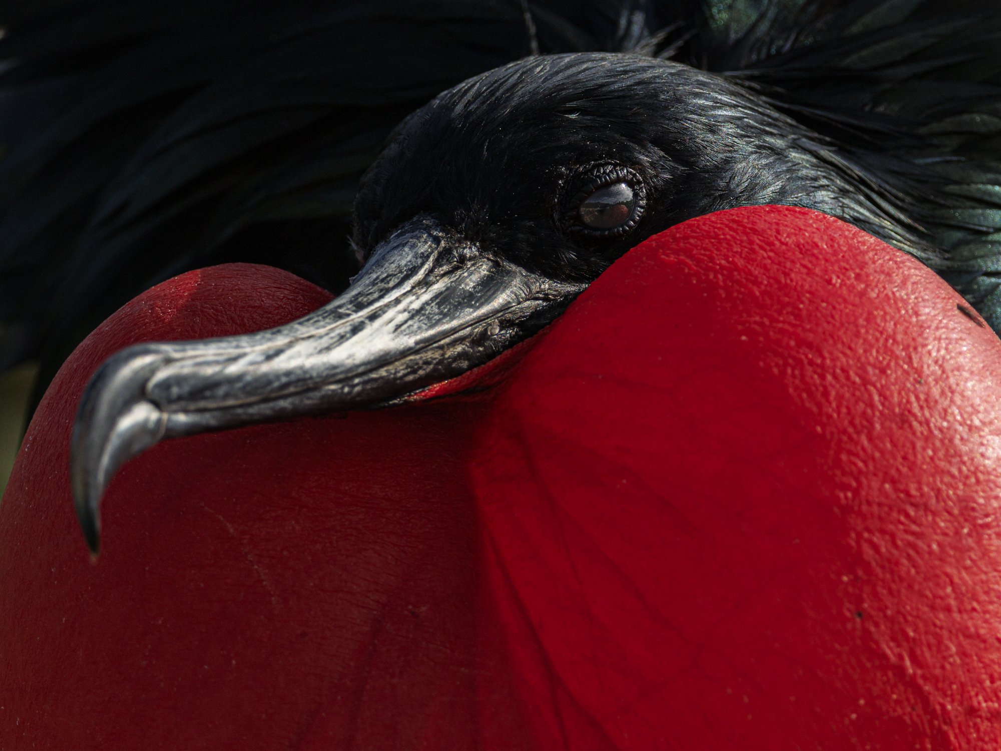 Great Frigate Bird at Genovesa